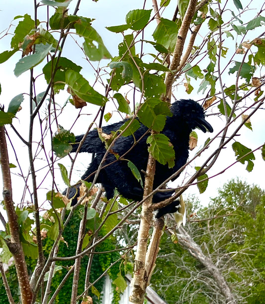 Soft Puppet Toy - Black CROW (RAVEN) Hand Puppet, Large