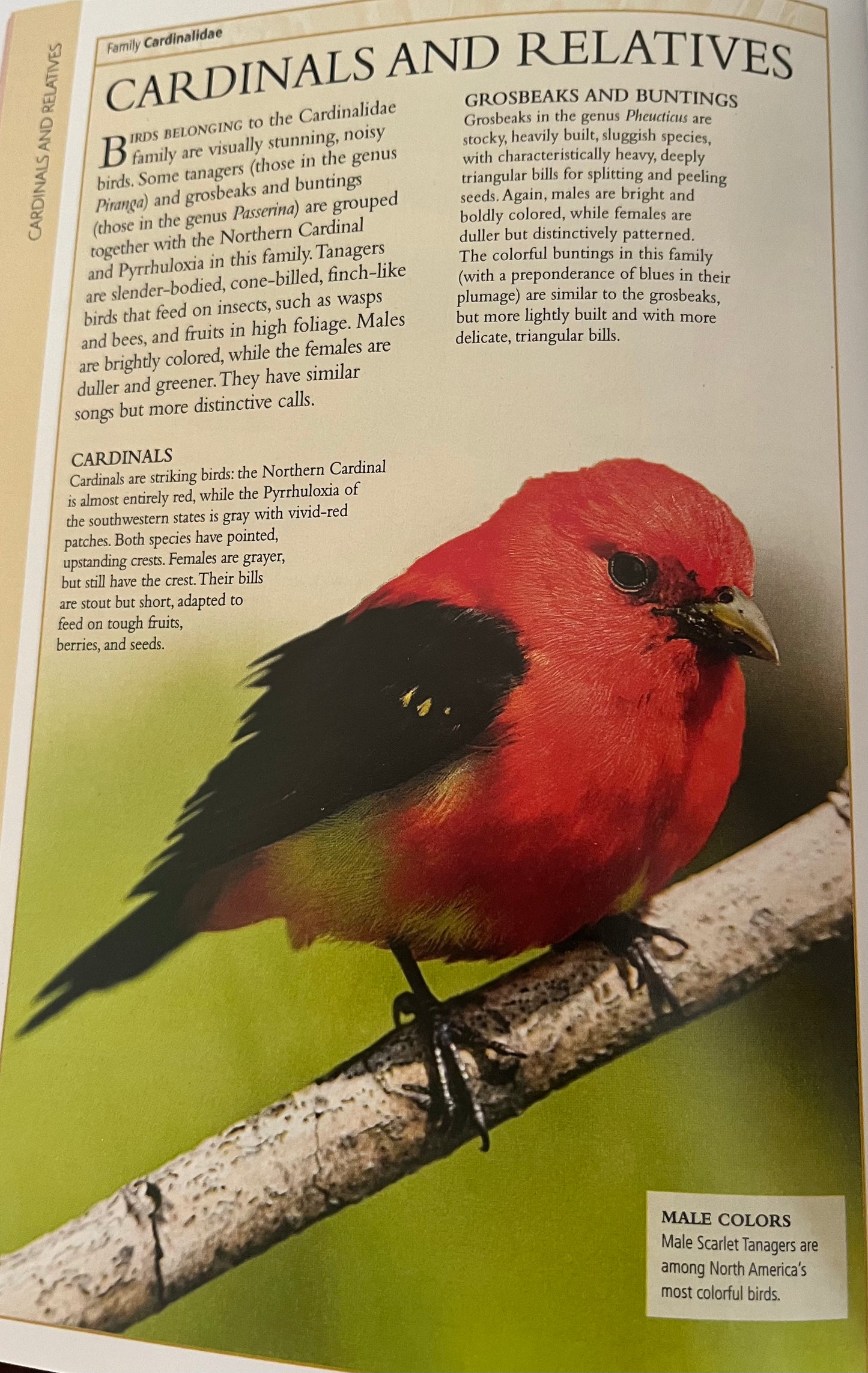 Educational Reference Book - THE BIRDS OF EASTERN 🇨🇦 CANADA