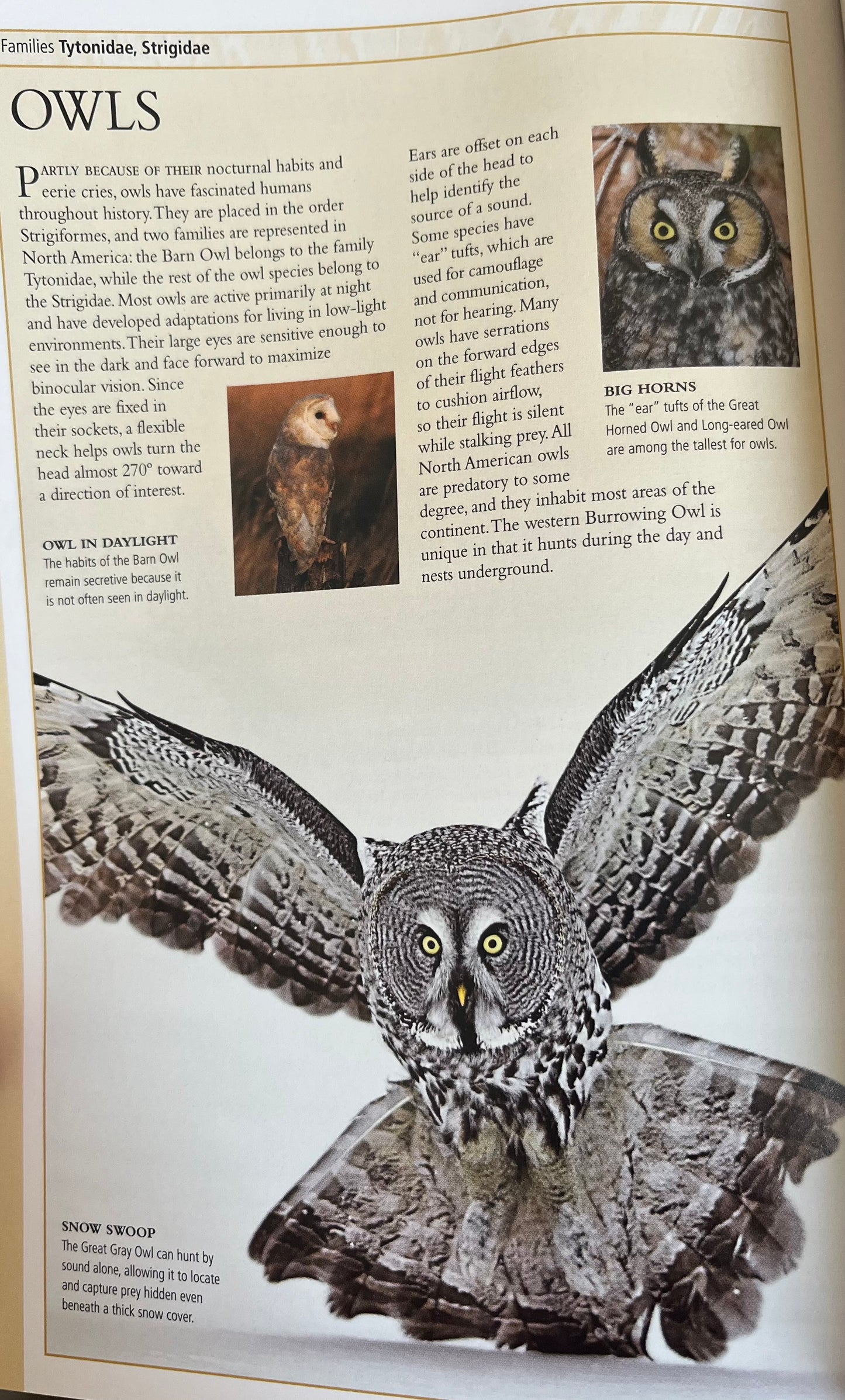 Educational Reference Book - THE BIRDS OF EASTERN 🇨🇦 CANADA