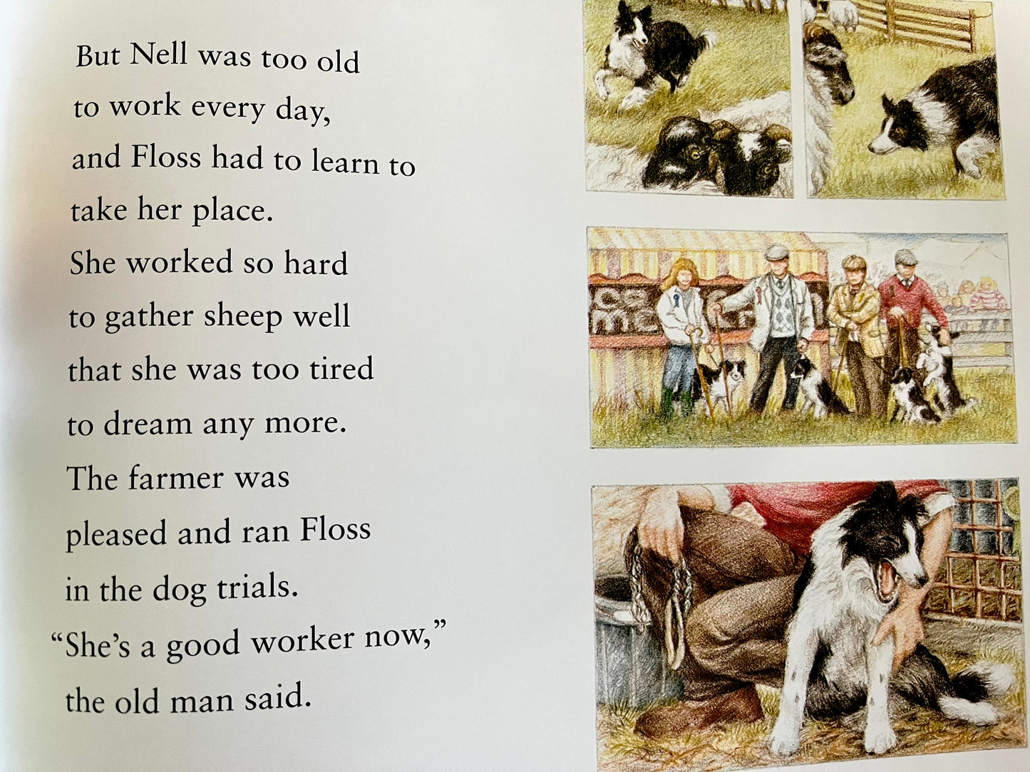 Children's Picture Book - FLOSS, the Border Collie