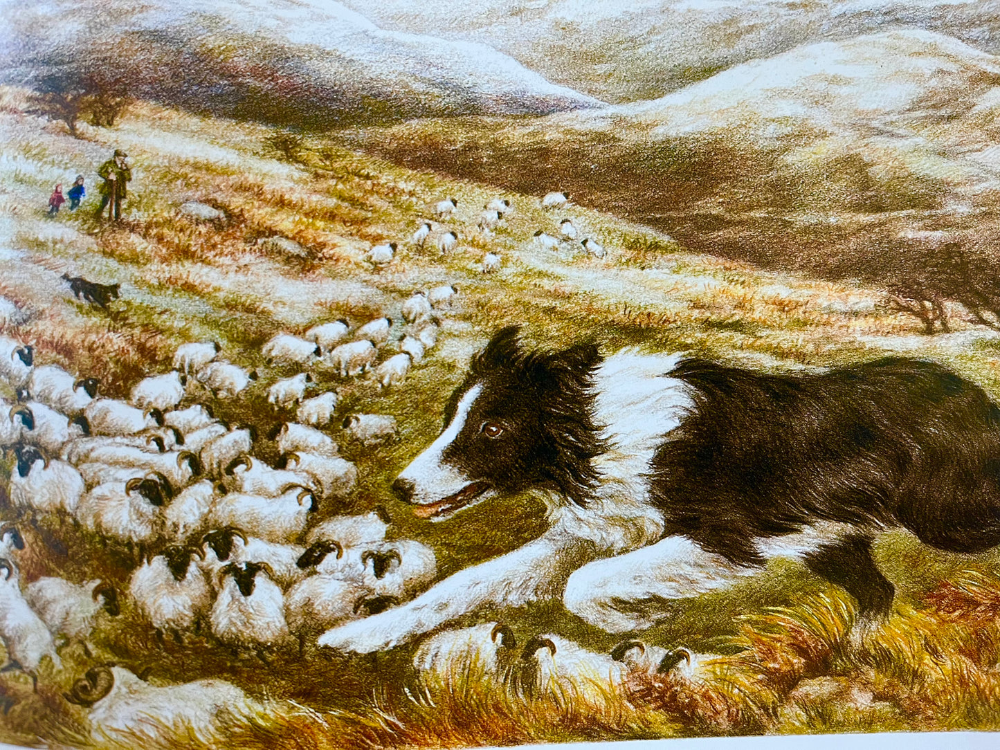 Children's Picture Book - FLOSS, the Border Collie