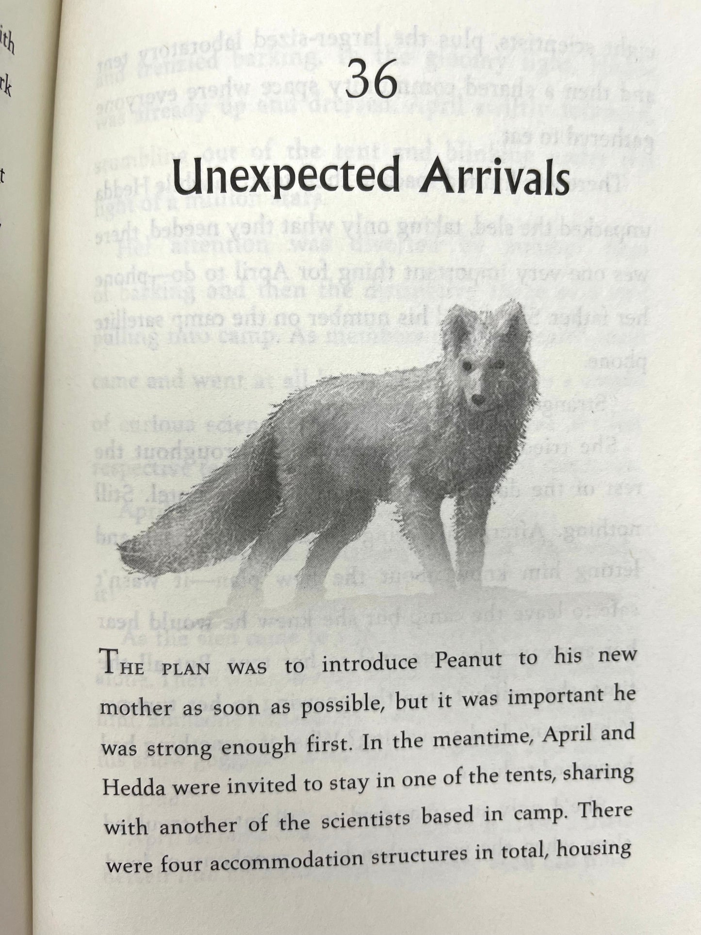 Chapter Books for Older Readers - FINDING BEAR