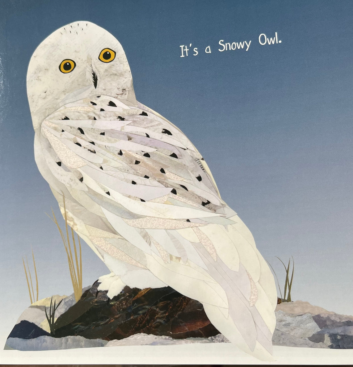 Board Book, Baby - MY FIRST BOOK OF CANADIAN BIRDS
