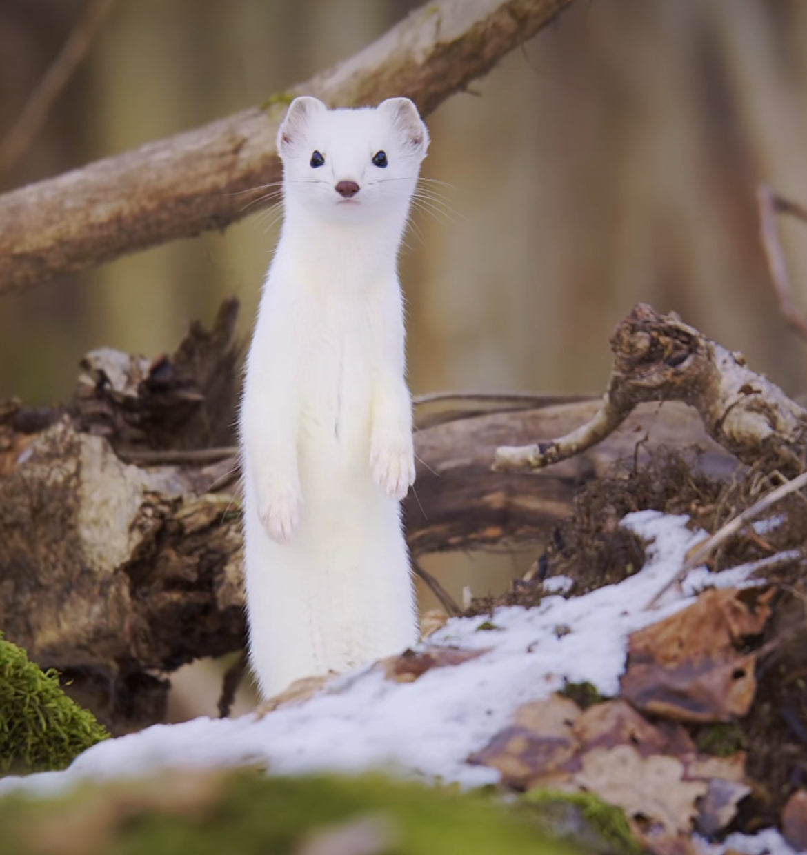 Jouet de marionnette souple - Marionnette à main ERMINE