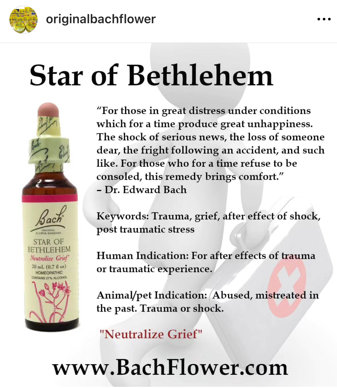 Bach Holistic Flower Remedies - STAR OF BETHLEHEM