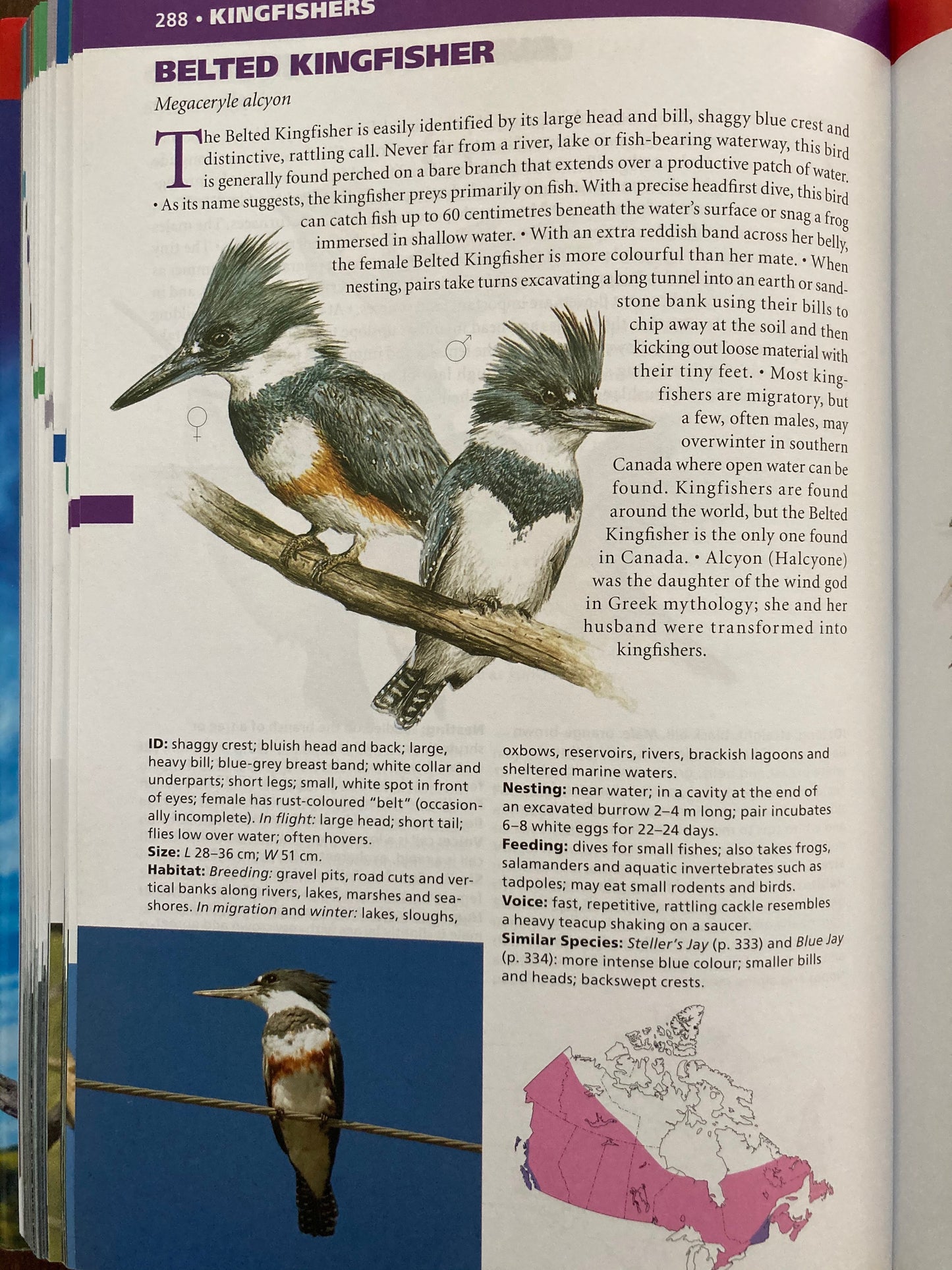 Educational Reference Book - BIRDS OF CANADA