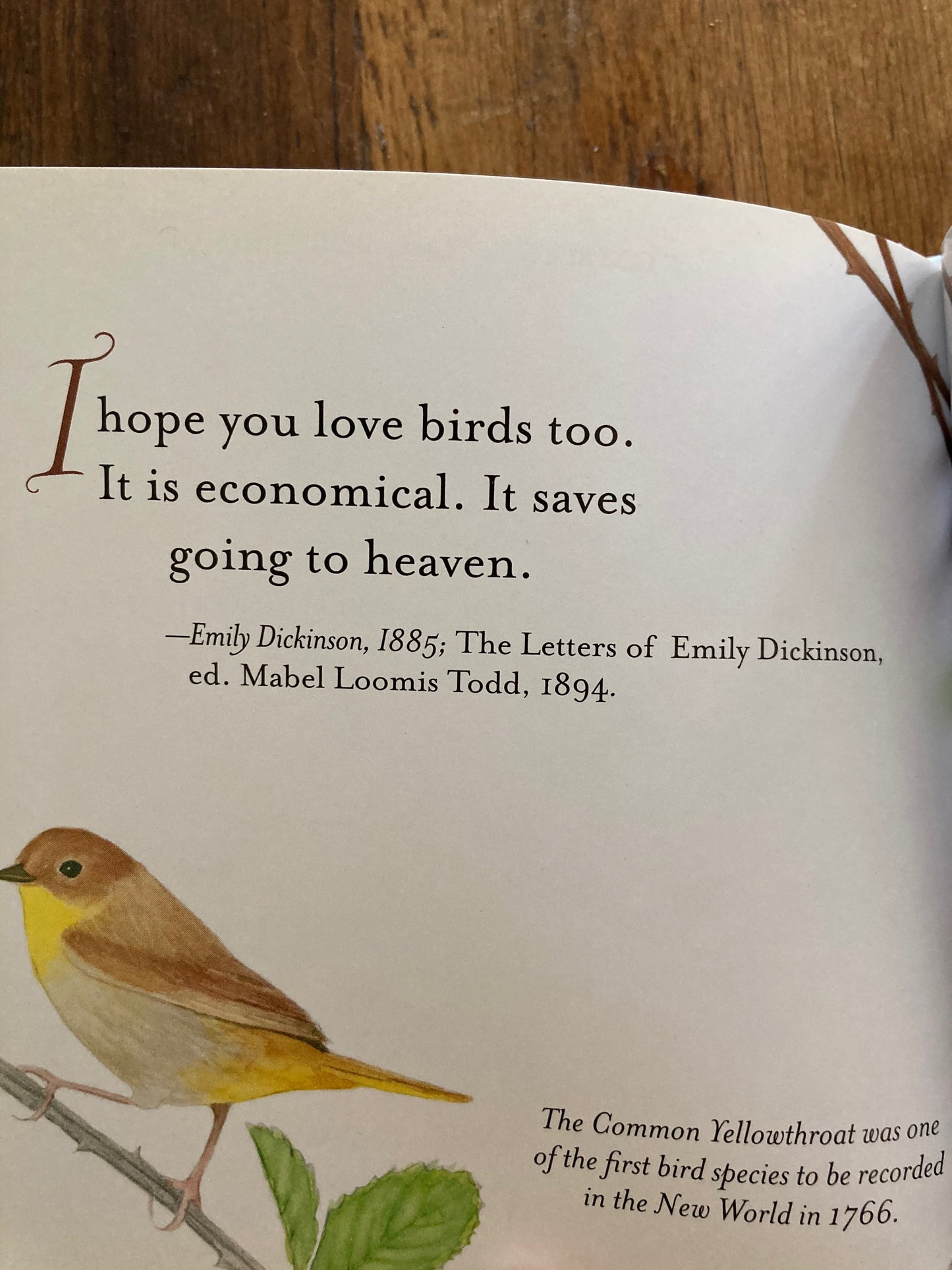 Educational Picture Book - BEAUTIFUL SONGBIRDS