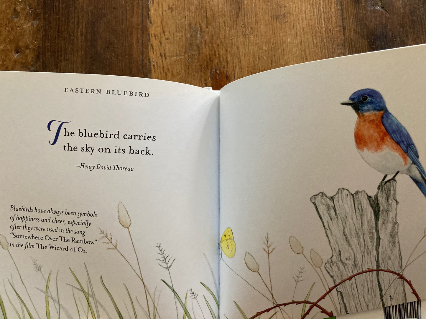 Educational Picture Book - BEAUTIFUL SONGBIRDS