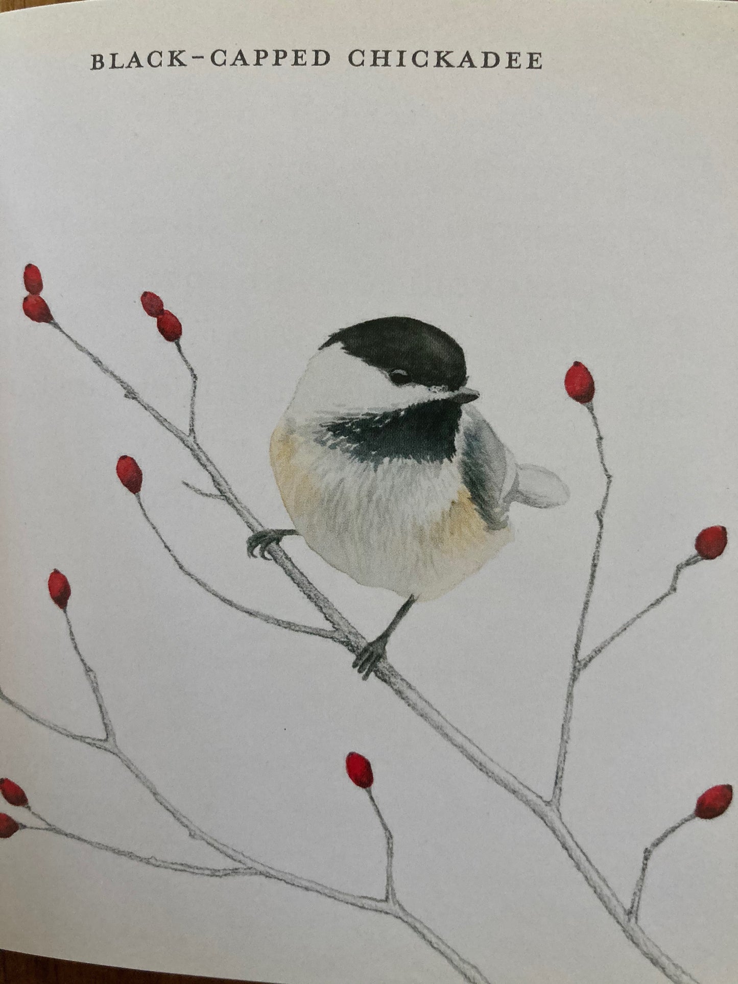 Educational Picture Book - BEAUTIFUL SONGBIRDS