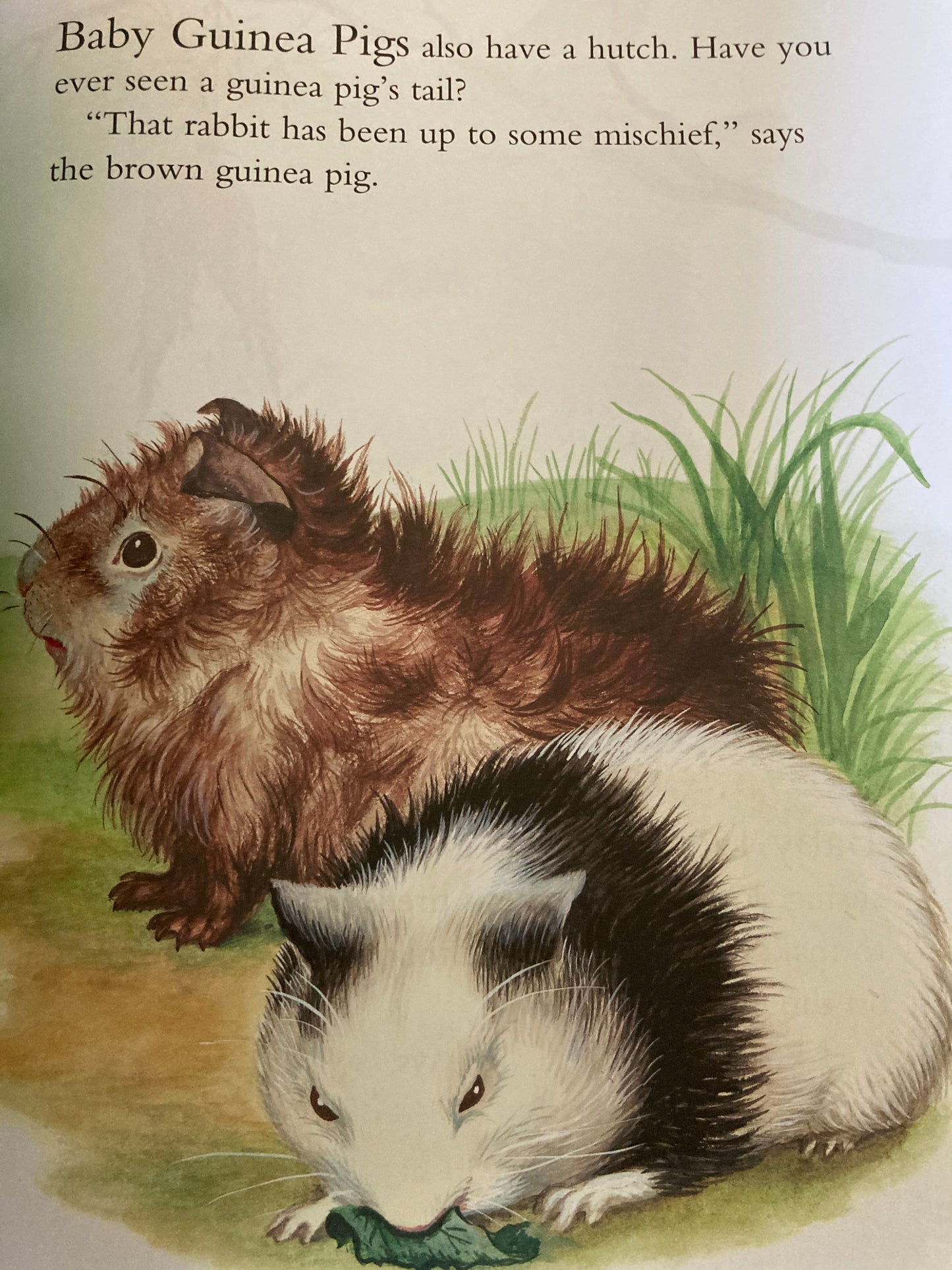 Children’s Picture Book - BABY FARM ANIMALS and HOME FOR A BUNNY