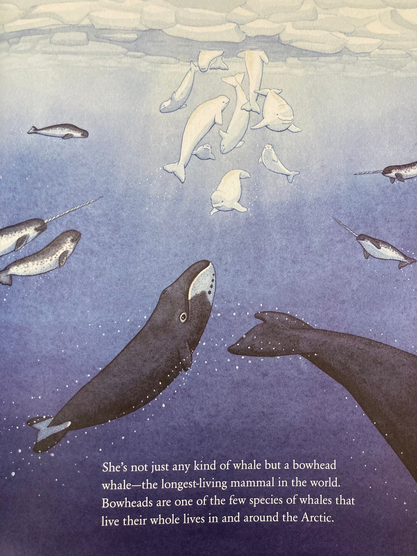 Educational Children's Picture Book - THE WHALE WHO SWAM THROUGH TIME