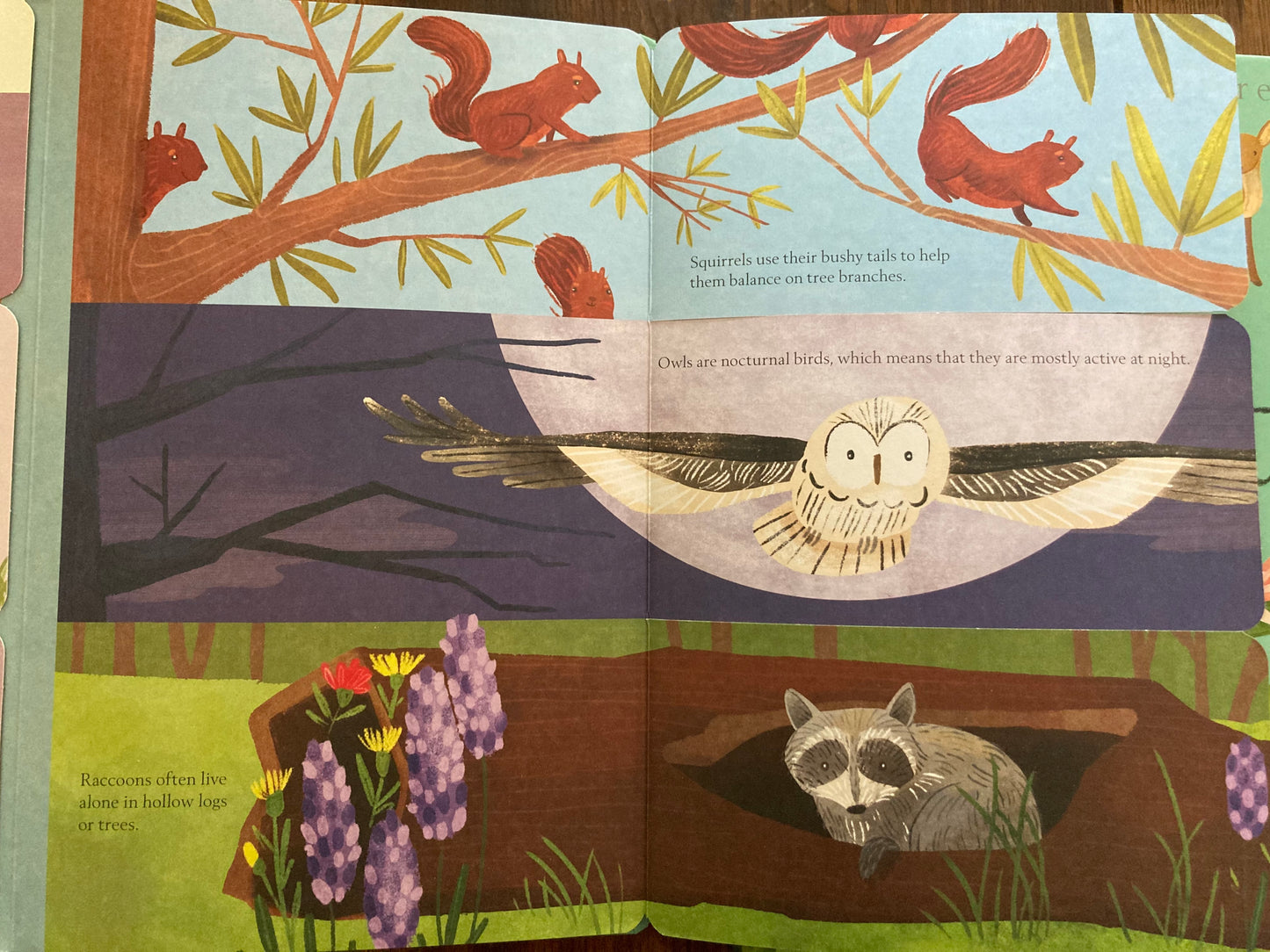 Educational Book - HIDDEN WORLD of the FOREST, with lift-the-flaps