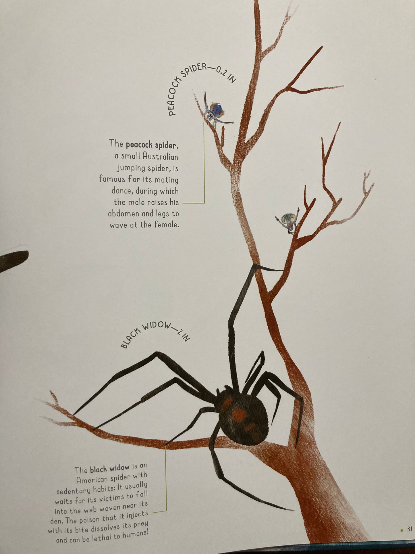 Livre pédagogique - ANIMAUX GRANDEUR VIE
