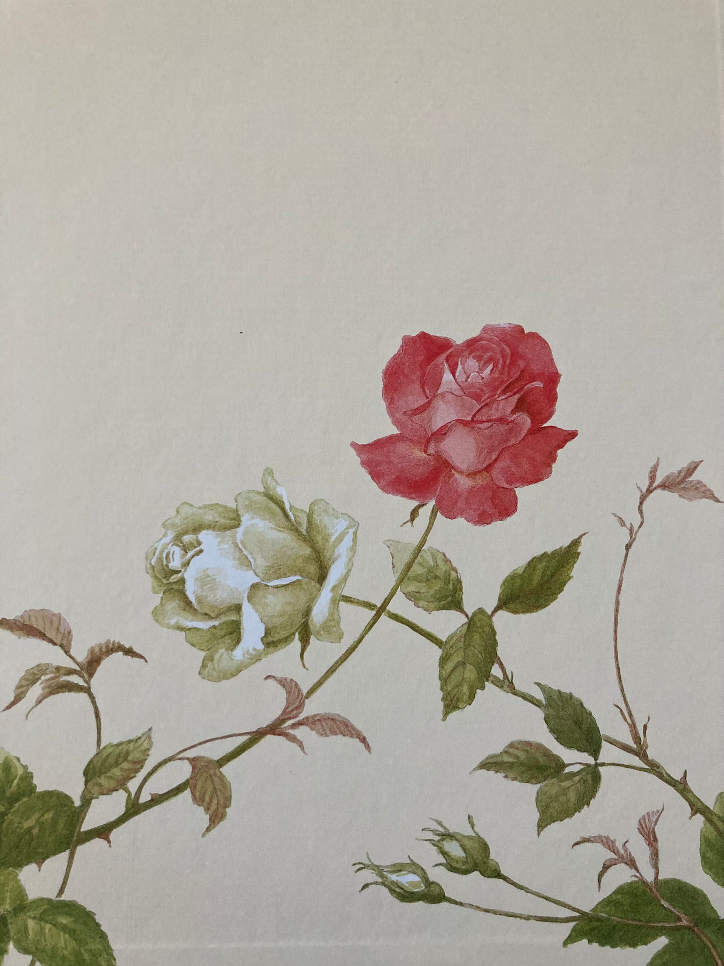 Children's Fairy Tale Book - SNOW WHITE AND ROSE RED
