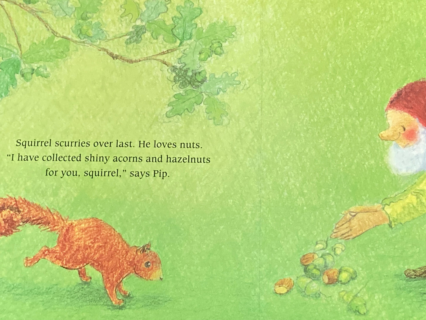 Board Book, Baby - PIP THE GNOME and the FOREST FEAST