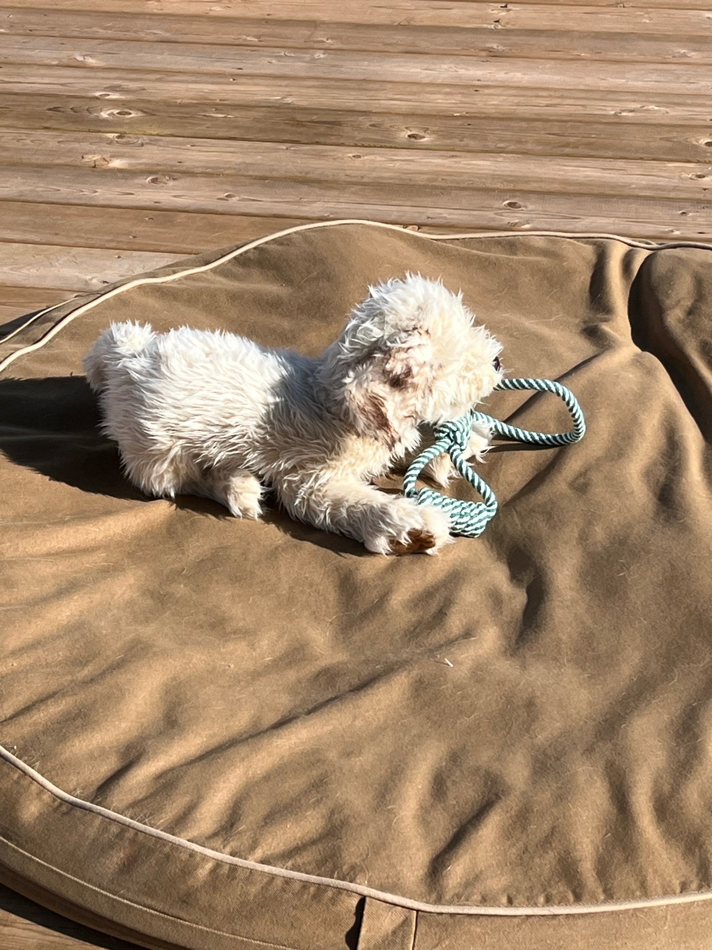 Soft Puppet Pet - LABRADOODLE PUPPY