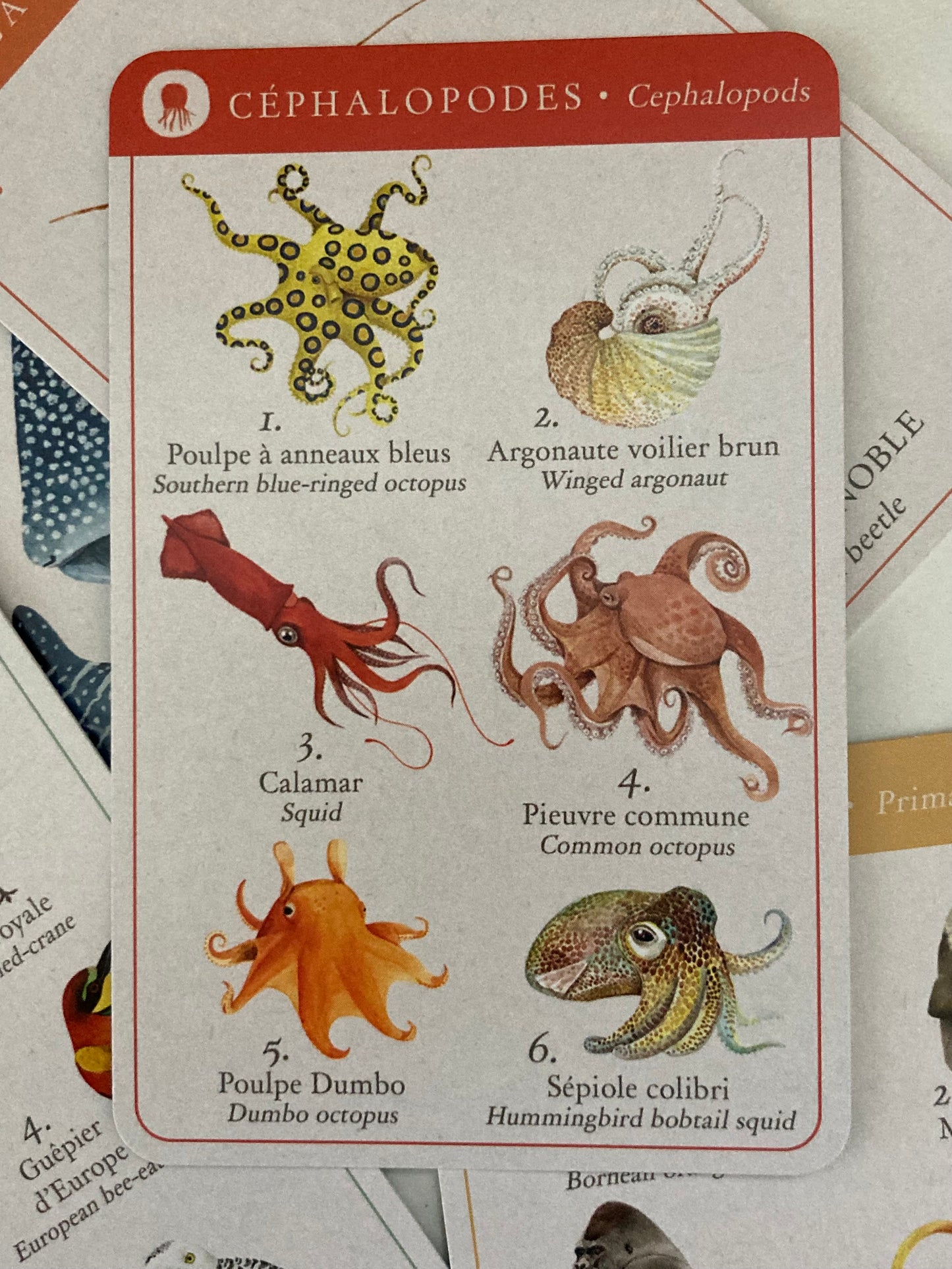 Educational Card Game - ANIMAL FAMILIES, in French & English!