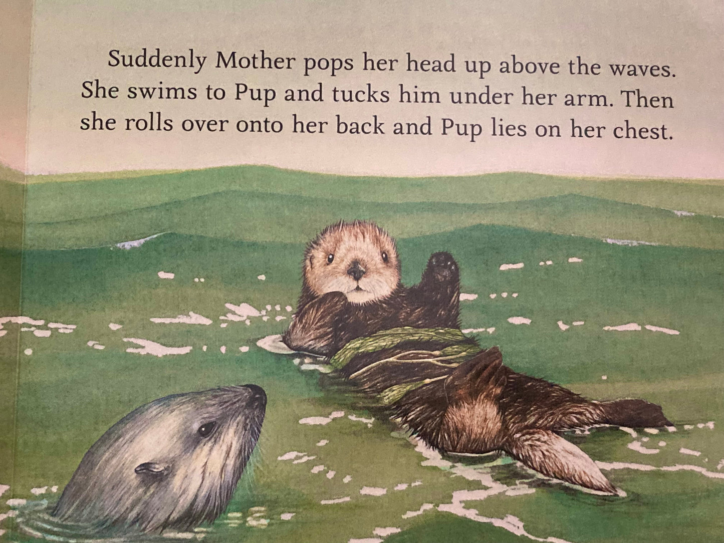 Board Book, Baby - SEA OTTER PUP