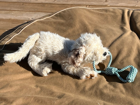 Marionnette douce pour animal de compagnie - CHIOT LABRADOODLE