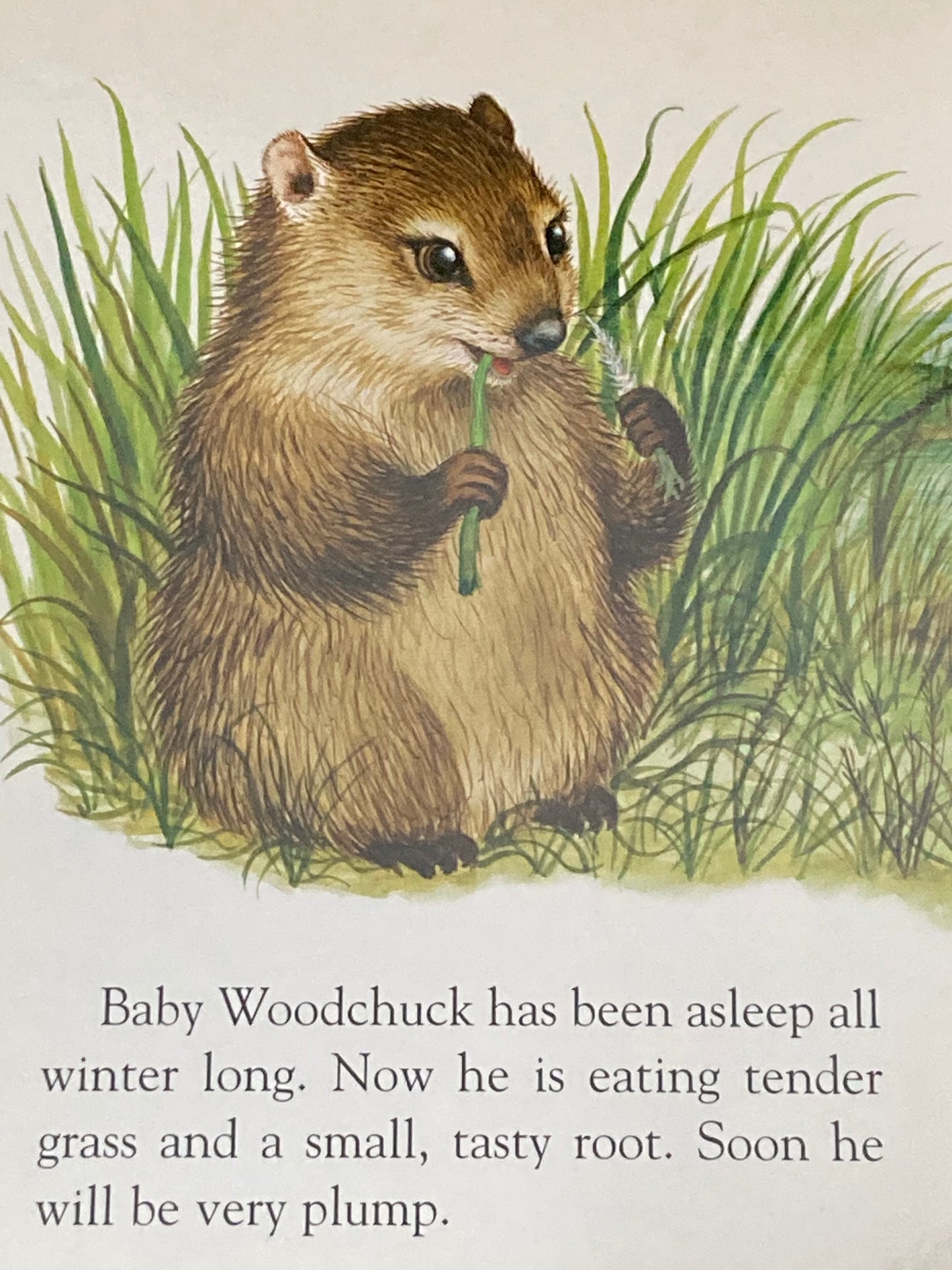 Board Book, Baby - BABY ANIMALS by Garth Williams