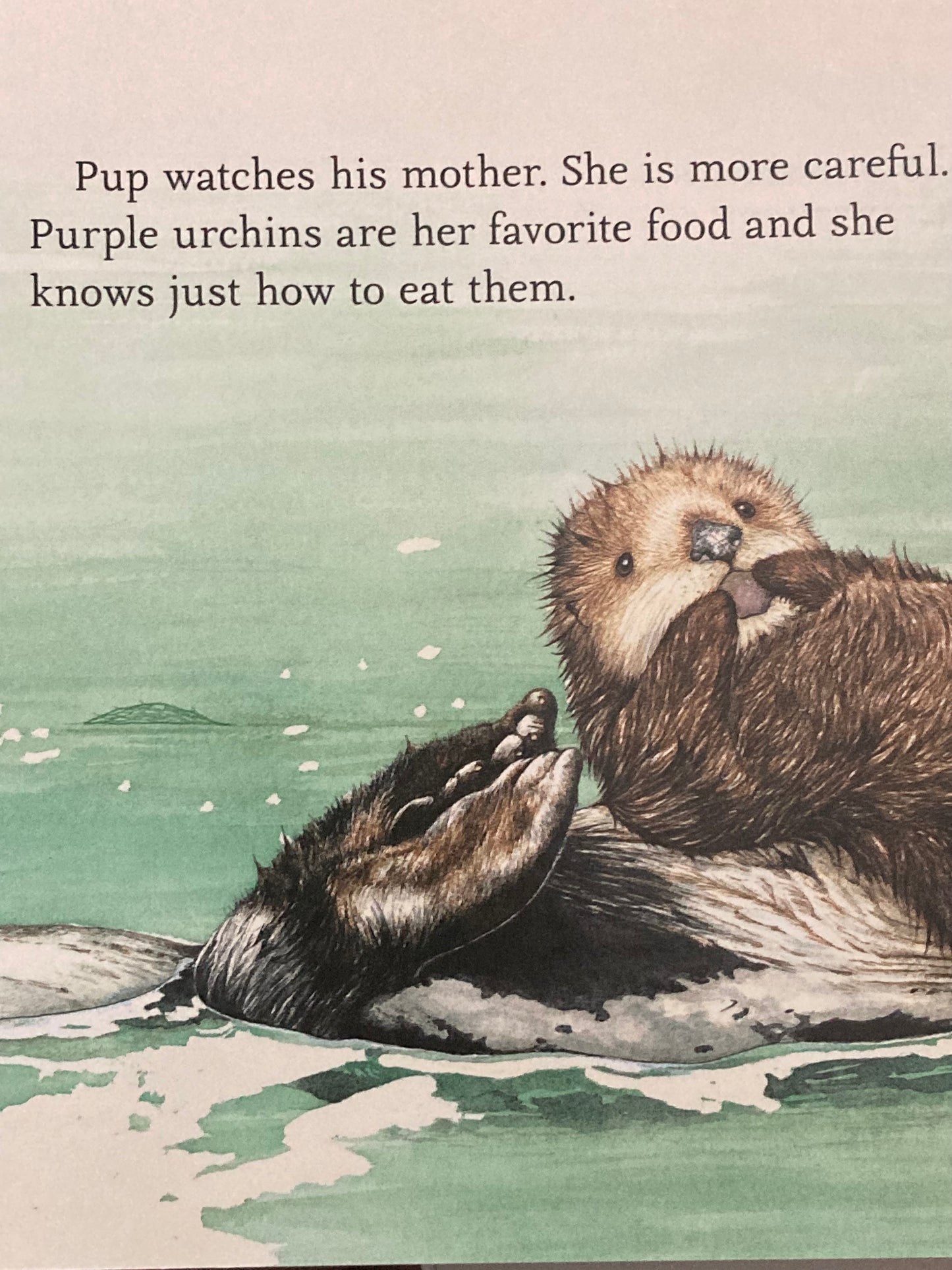 Board Book, Baby - SEA OTTER PUP