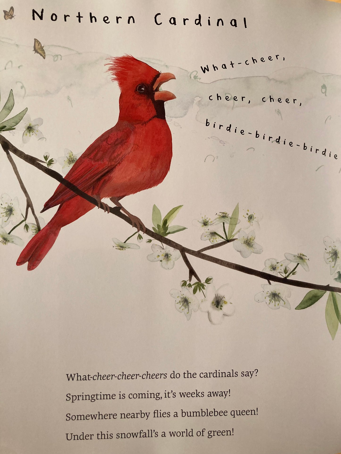 Children’s Picture Book - SNOW BIRDS