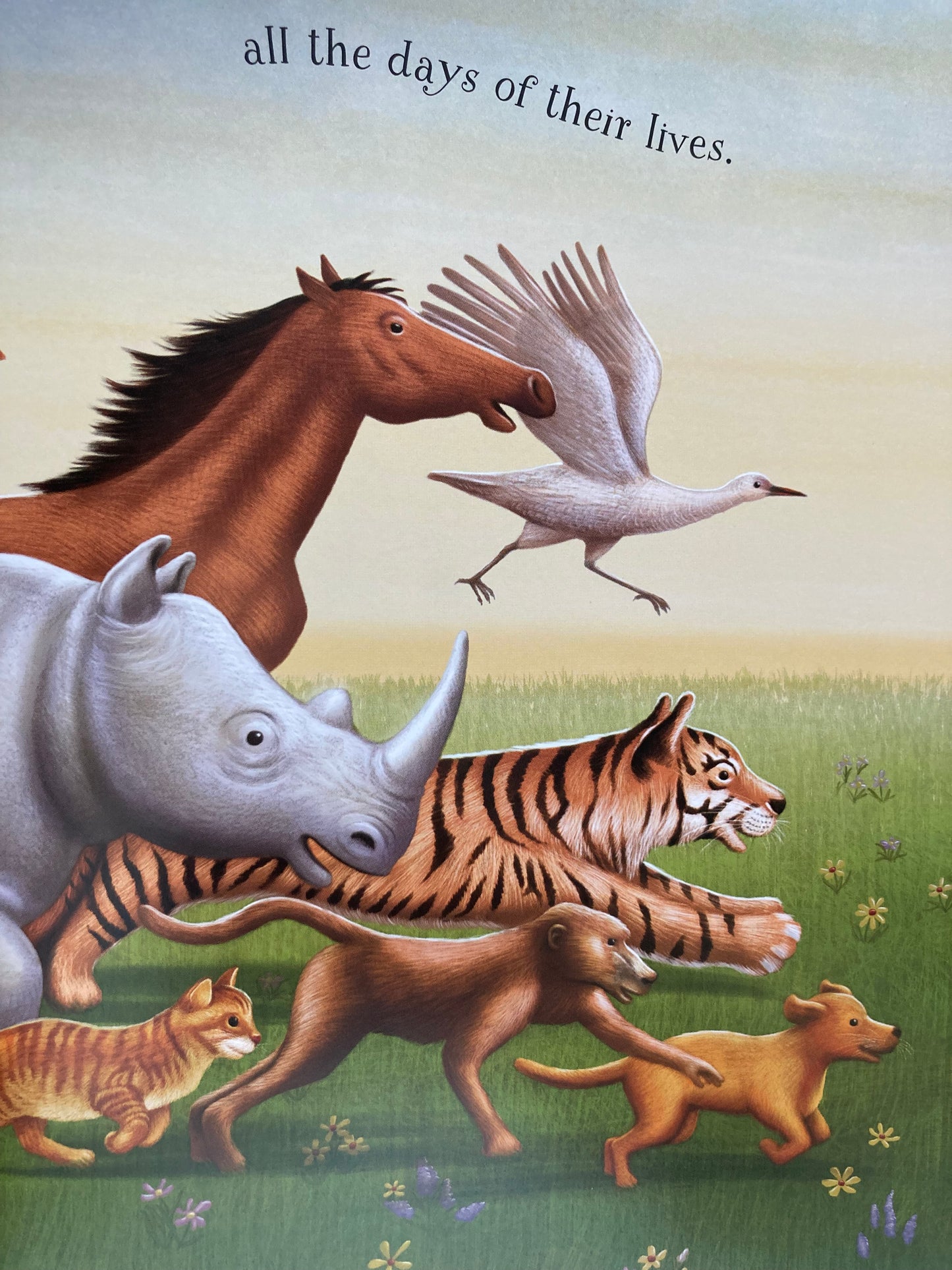 Children’s Picture Book - A PRAYER FOR THE ANIMALS