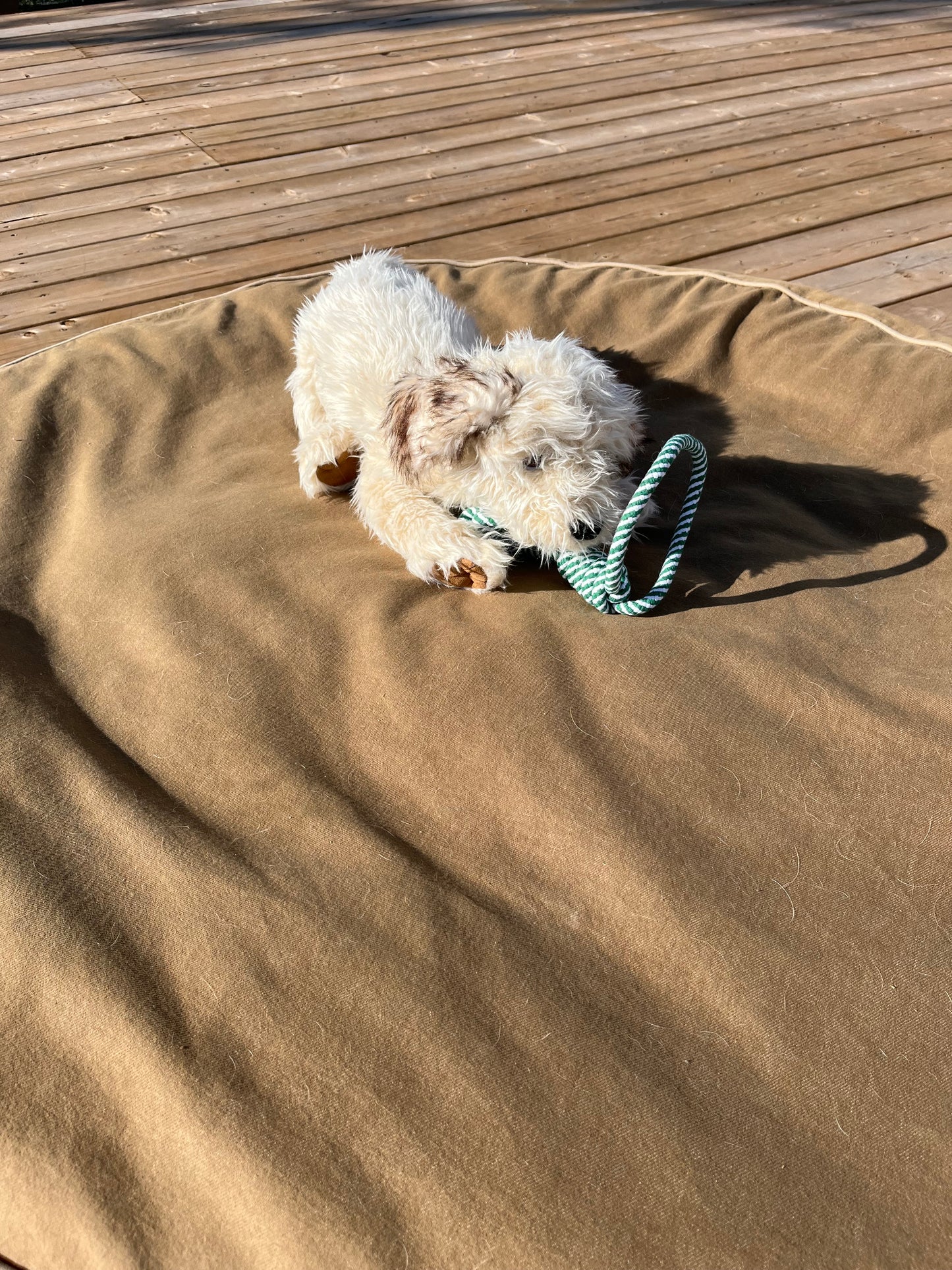 Marionnette douce pour animal de compagnie - CHIOT LABRADOODLE