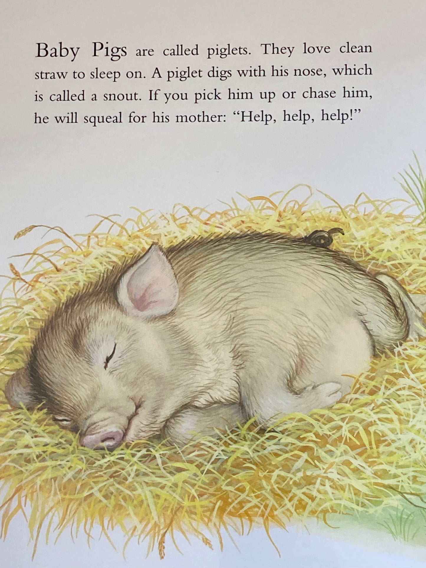 Board Book, Baby - BABY FARM ANIMALS