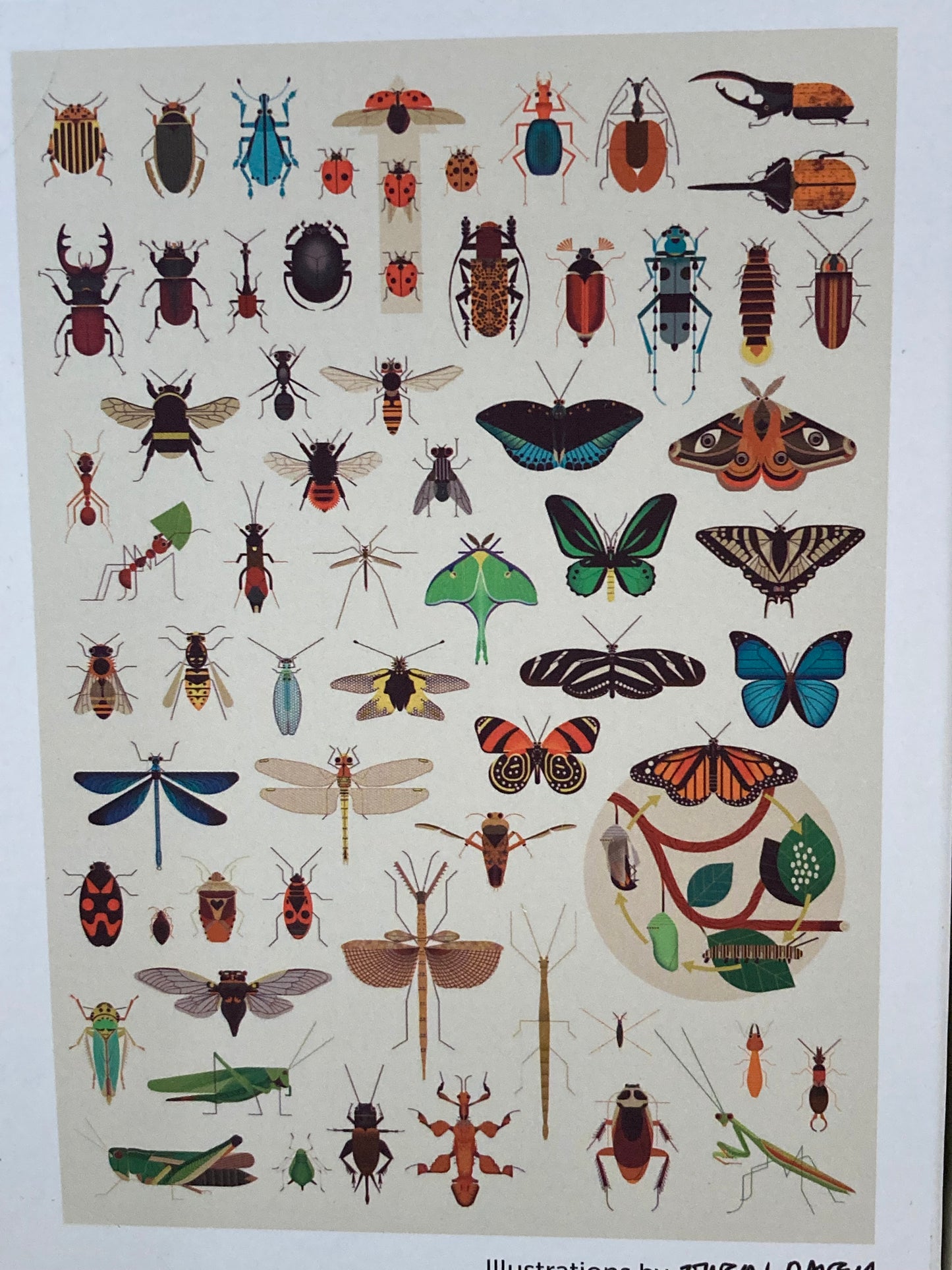 Educational Puzzle - INSECTS, with 500 pieces!