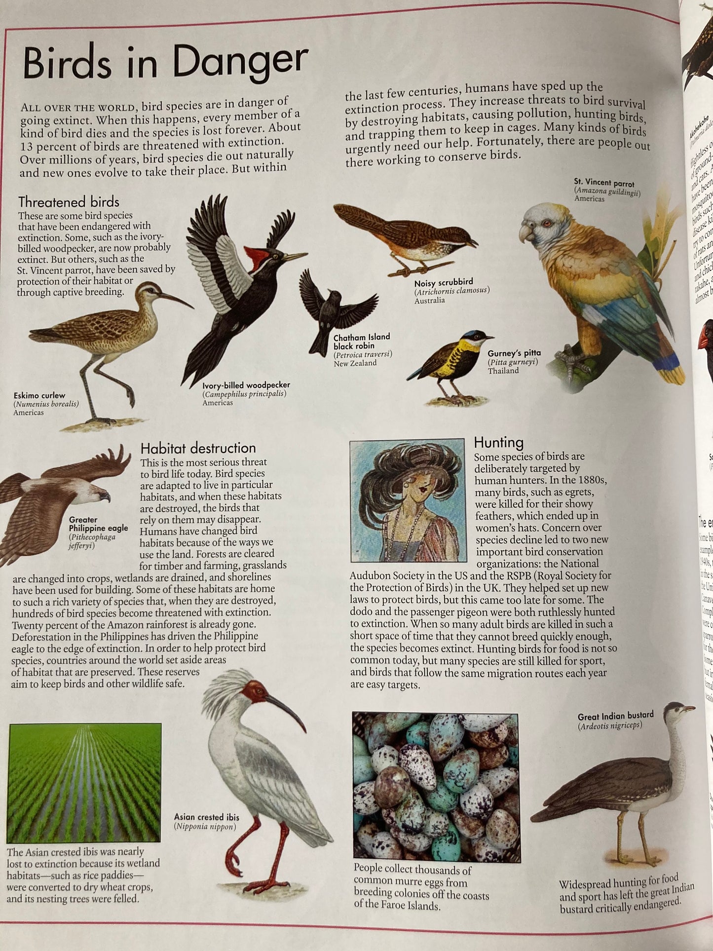 Livre de ressources pédagogiques - L'ATLAS DES OISEAUX