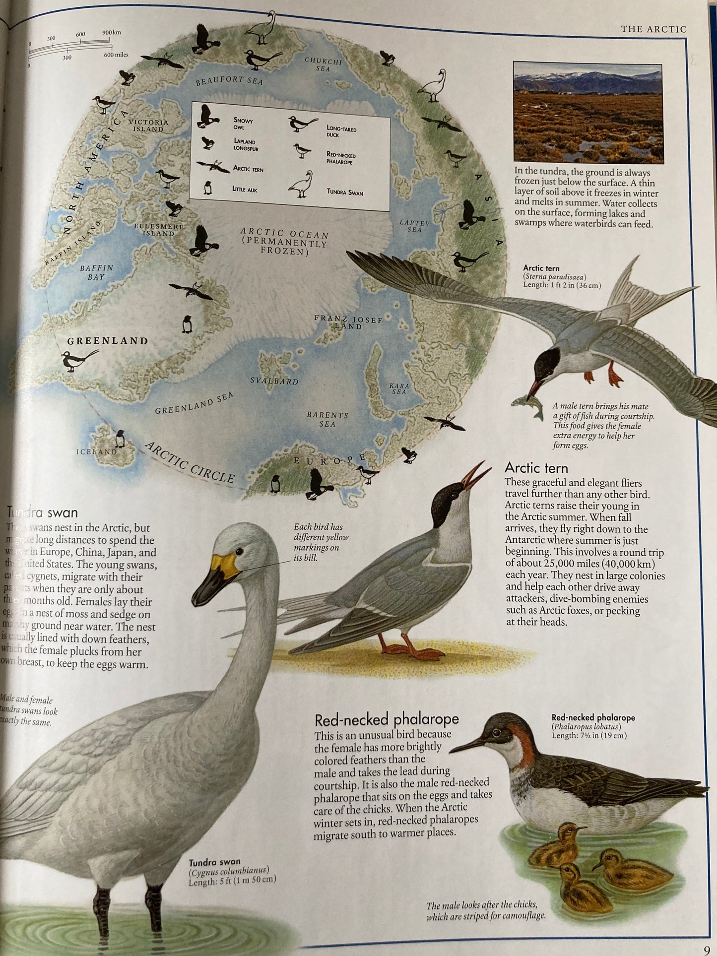 Livre de ressources pédagogiques - L'ATLAS DES OISEAUX