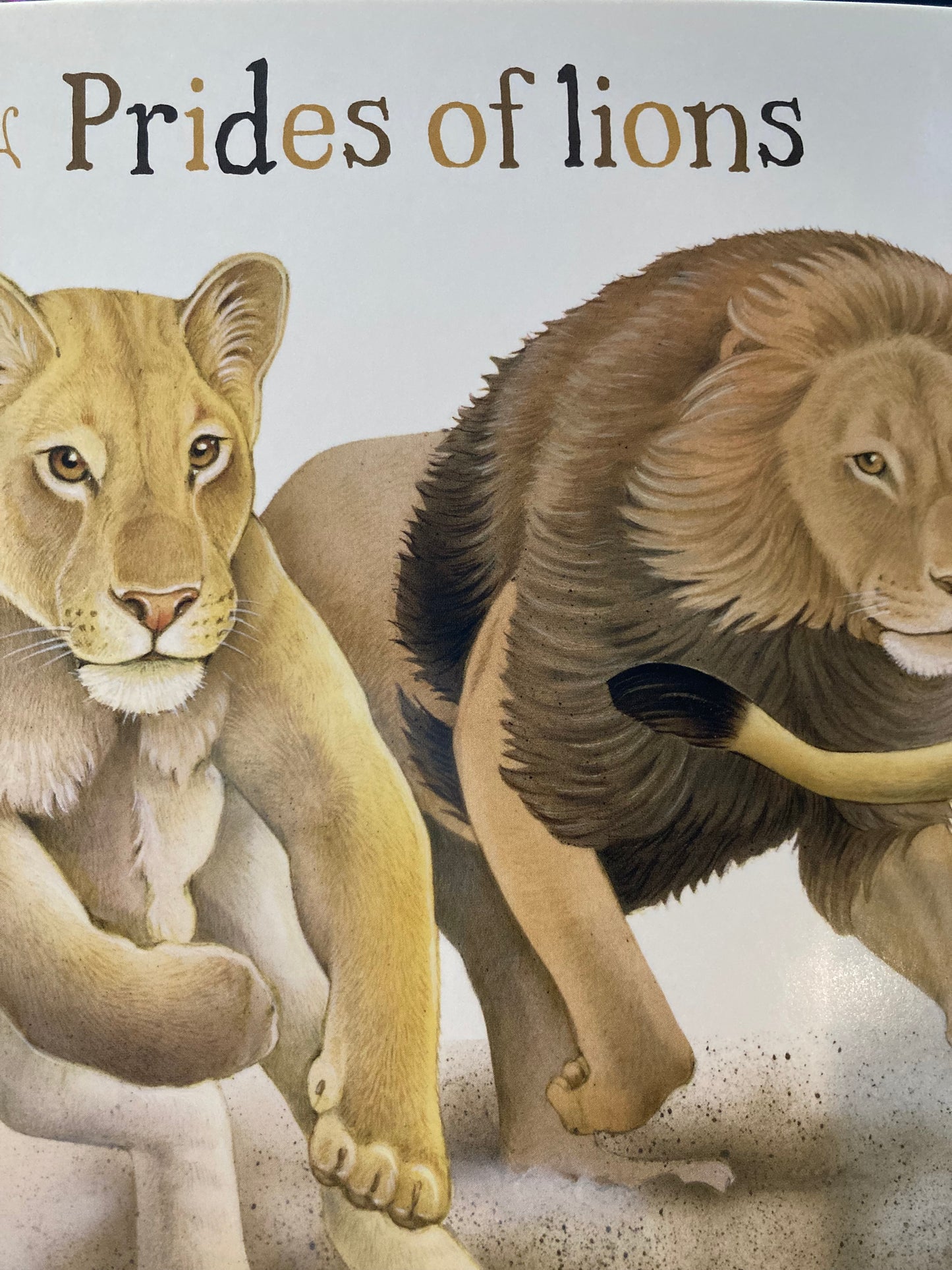 Board Book, Baby - CROWDS OF CREATURES