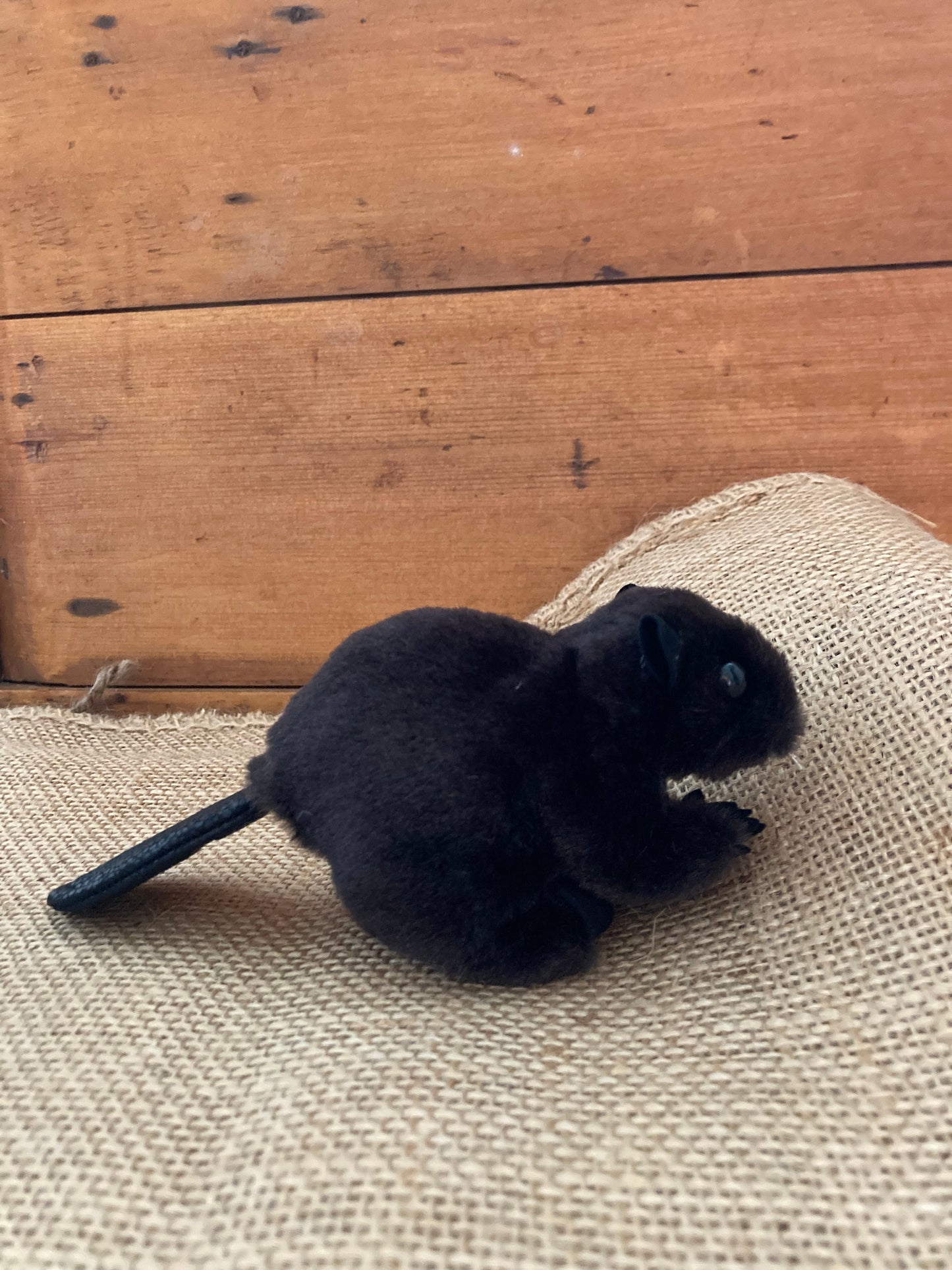 Marionnette à doigt peluche - CASTOR