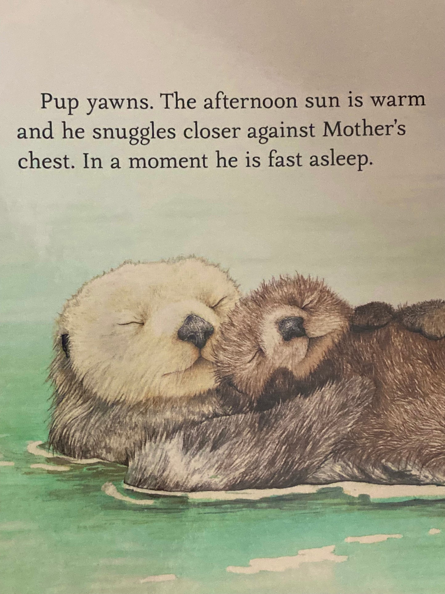 Board Book, Baby - SEA OTTER PUP