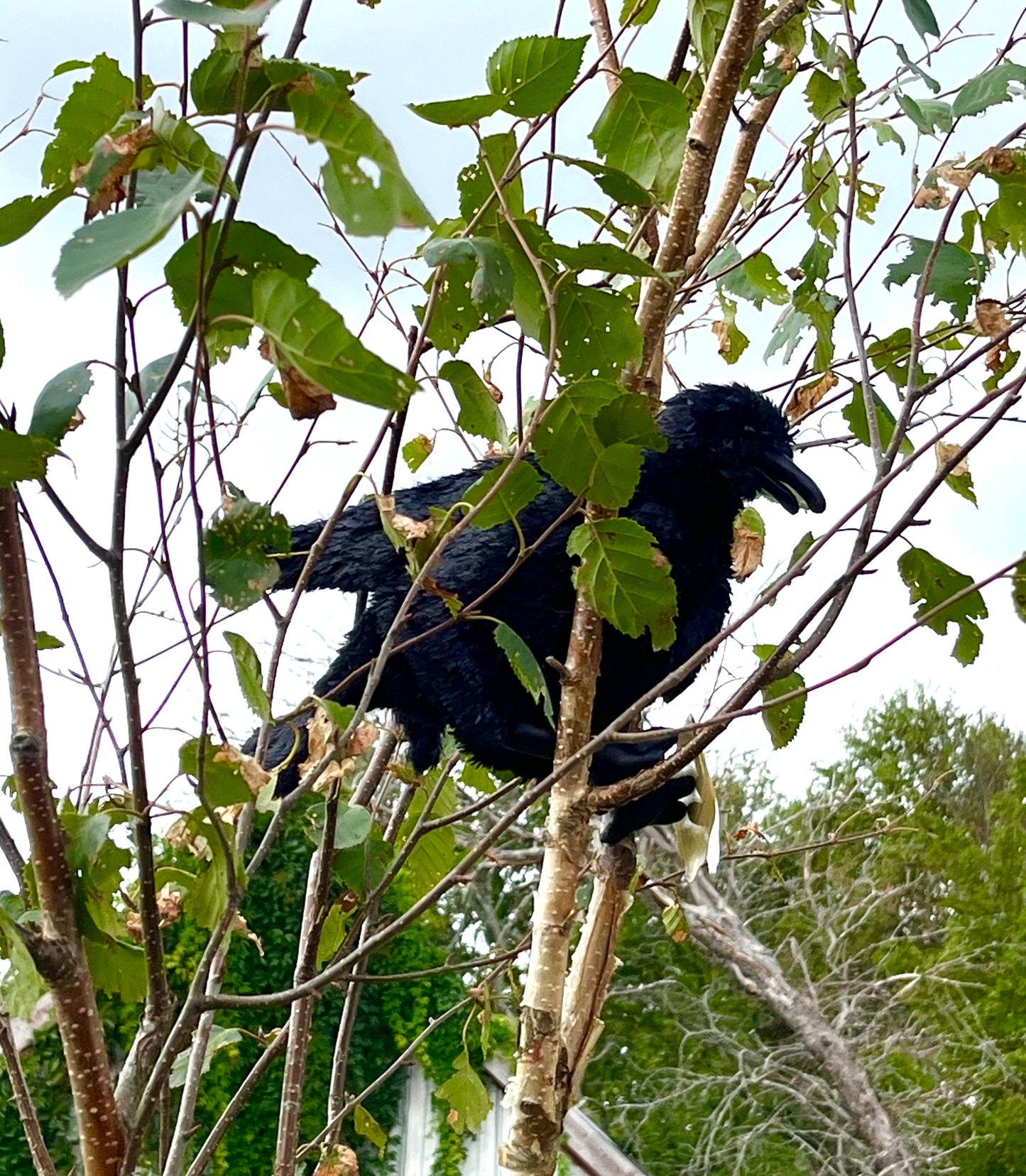 Soft Puppet Toy - Black CROW (RAVEN)🐦‍⬛ Hand Puppet, Large