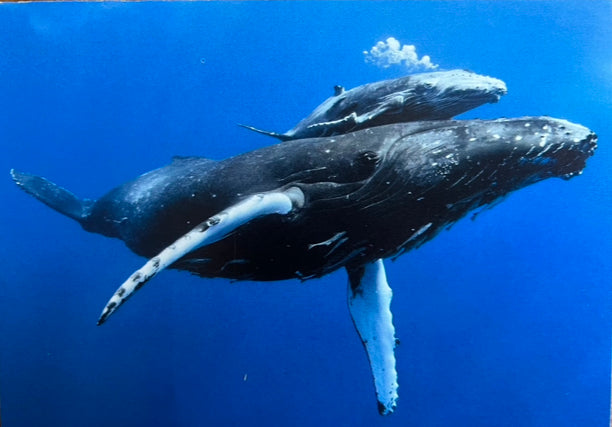Soft Puppet Toy - HUMPBACK WHALE Hand Puppet, very Large!