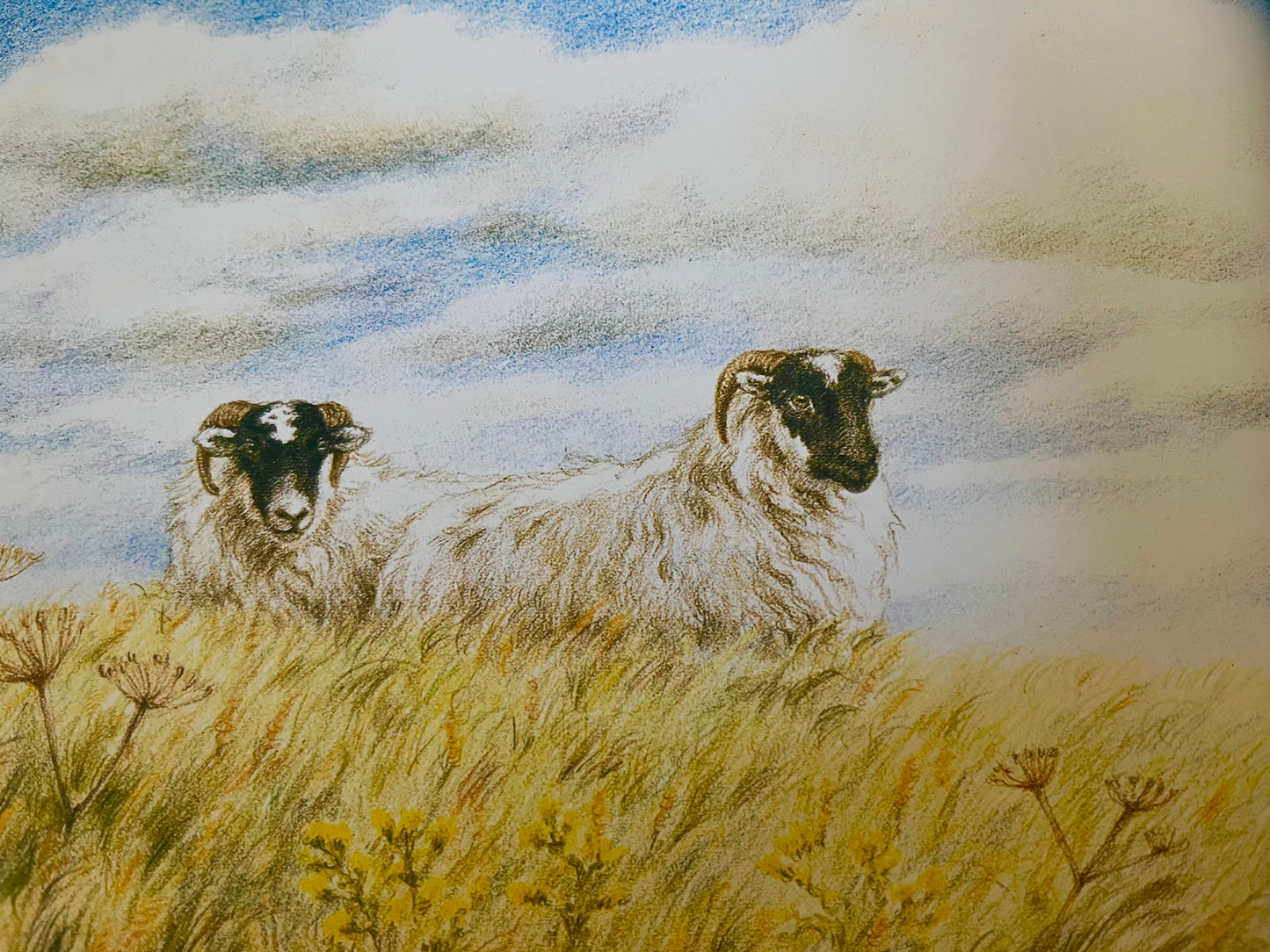 Children's Picture Book - FLOSS, the Border Collie