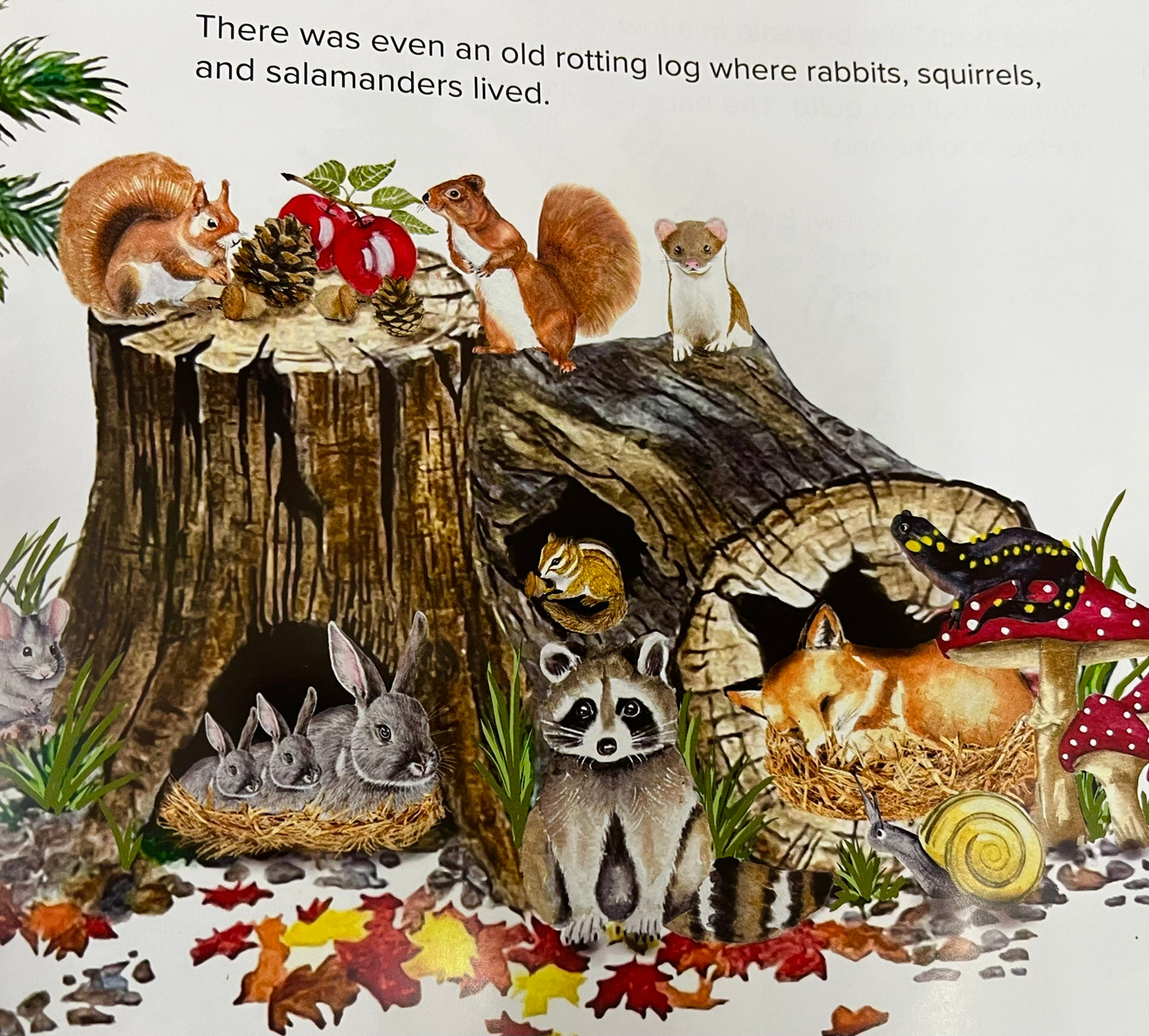 Children’s Picture Books - OWL