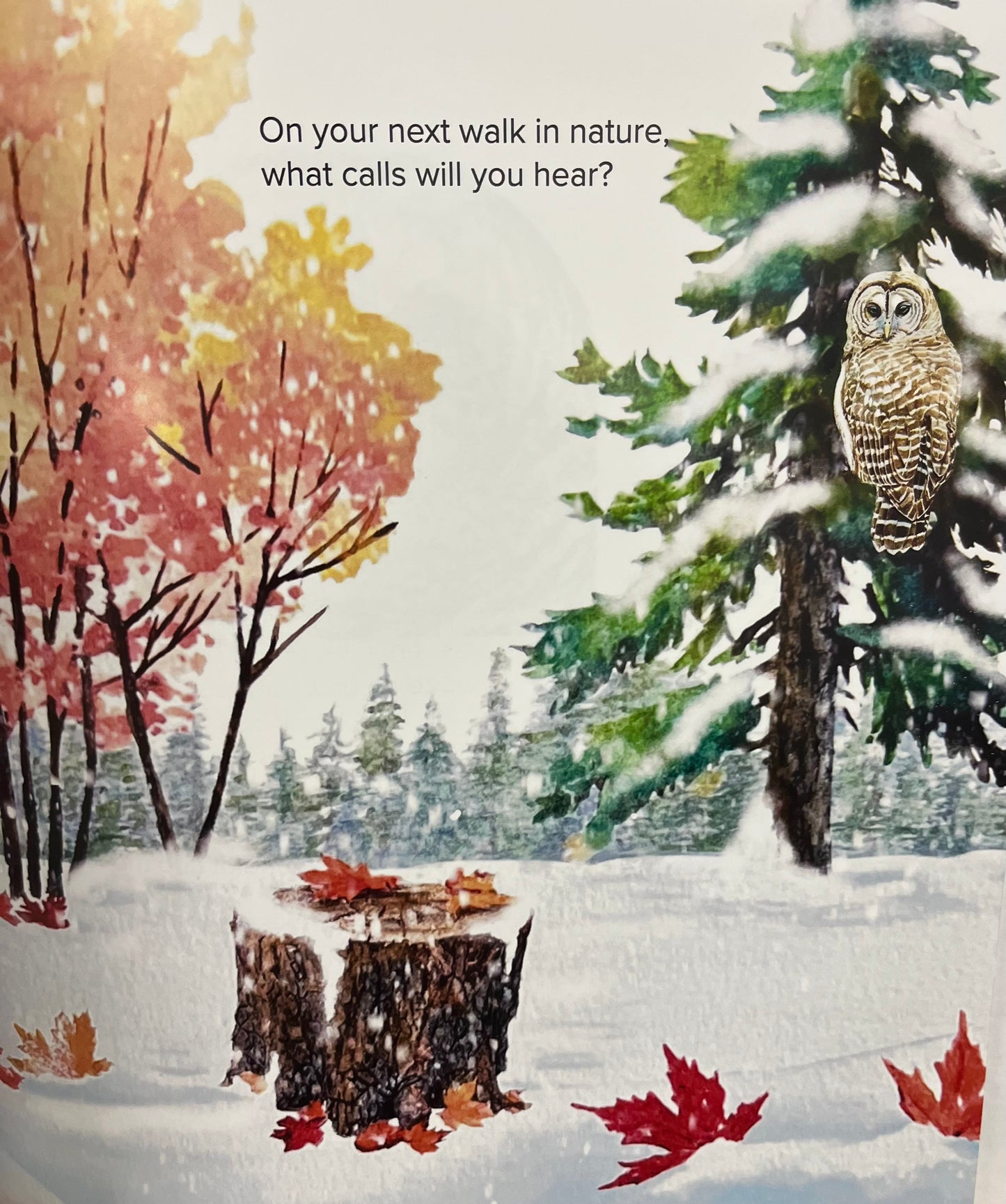 Children’s Picture Books - OWL