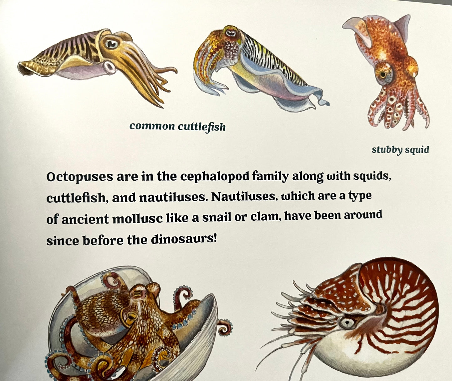 Educational Children’s Picture Book - OCEAN SECRETS, A Guidebook for Little Underwater Adventurers