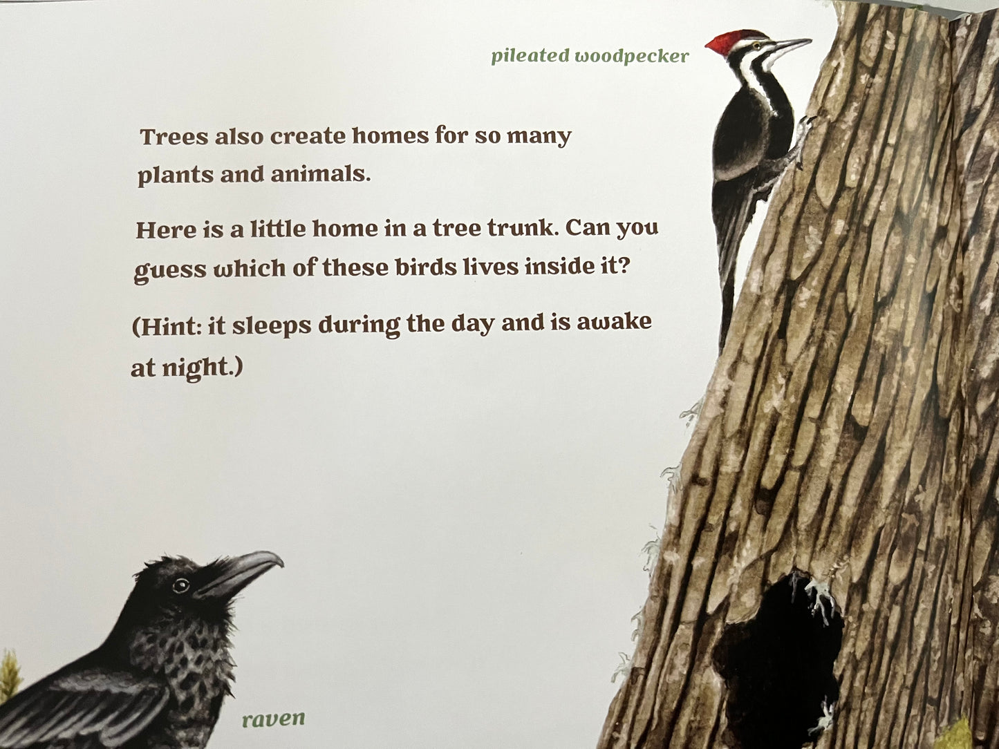 Educational Children’s Picture Book - FOREST MAGIC, A Guidebook for Little Woodland Explores
