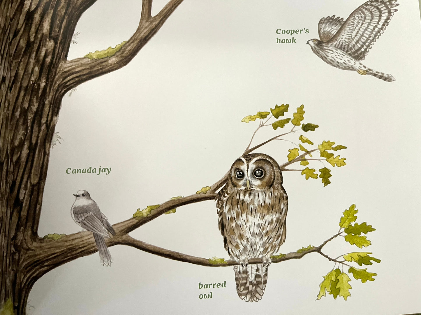 Educational Children’s Picture Book - FOREST MAGIC, A Guidebook for Little Woodland Explores