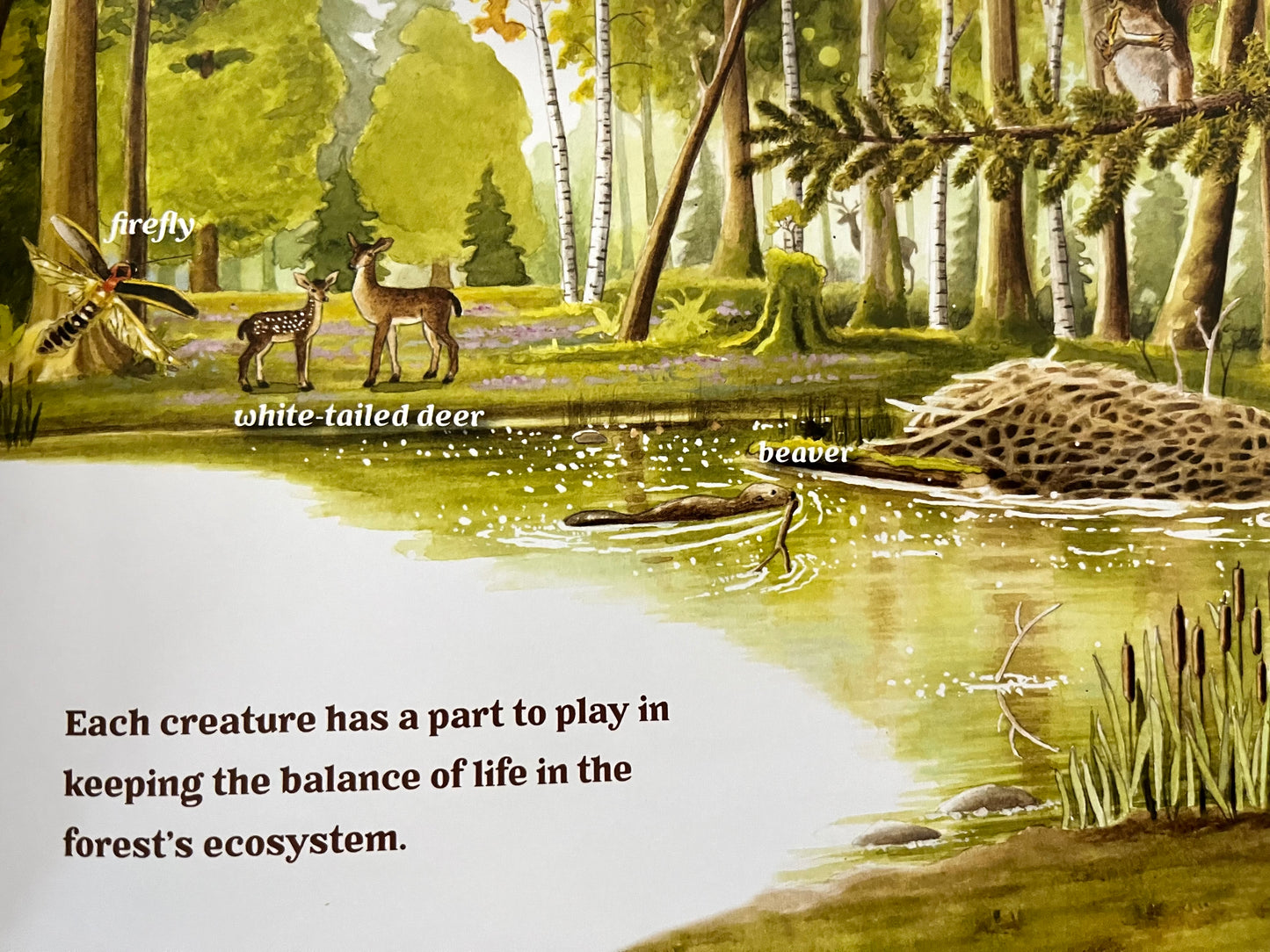 Educational Children’s Picture Book - FOREST MAGIC, A Guidebook for Little Woodland Explores