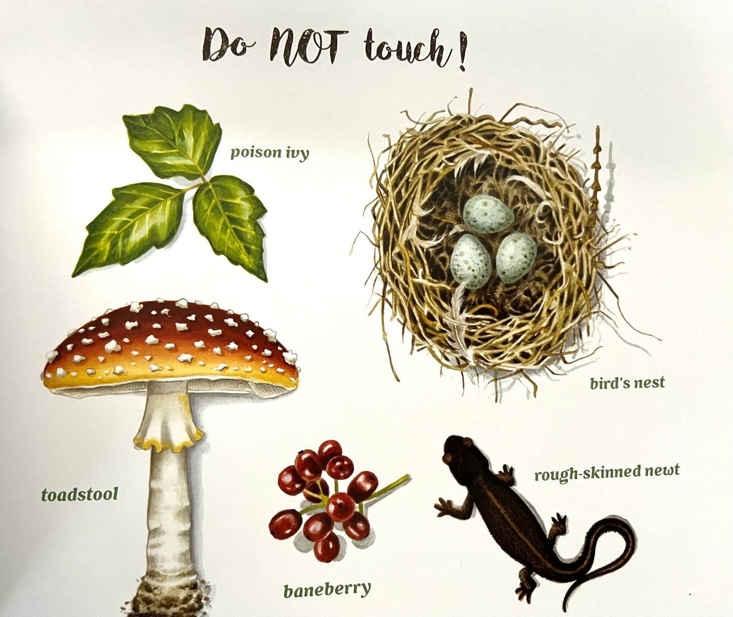 Educational Children’s Picture Book - FOREST MAGIC, A Guidebook for Little Woodland Explores