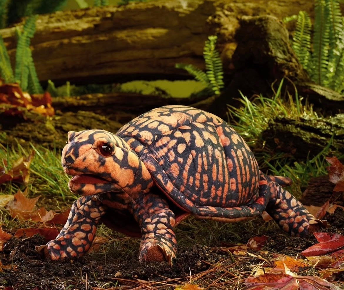 Soft Puppet Toy - North American BOX TURTLE
