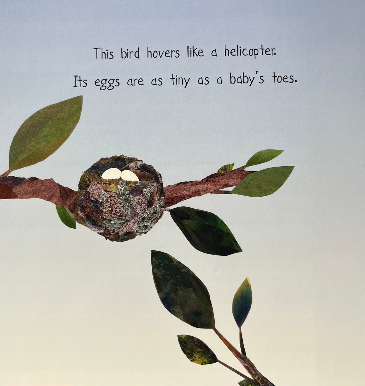 Board Book, Baby - MY FIRST BOOK OF CANADIAN BIRDS