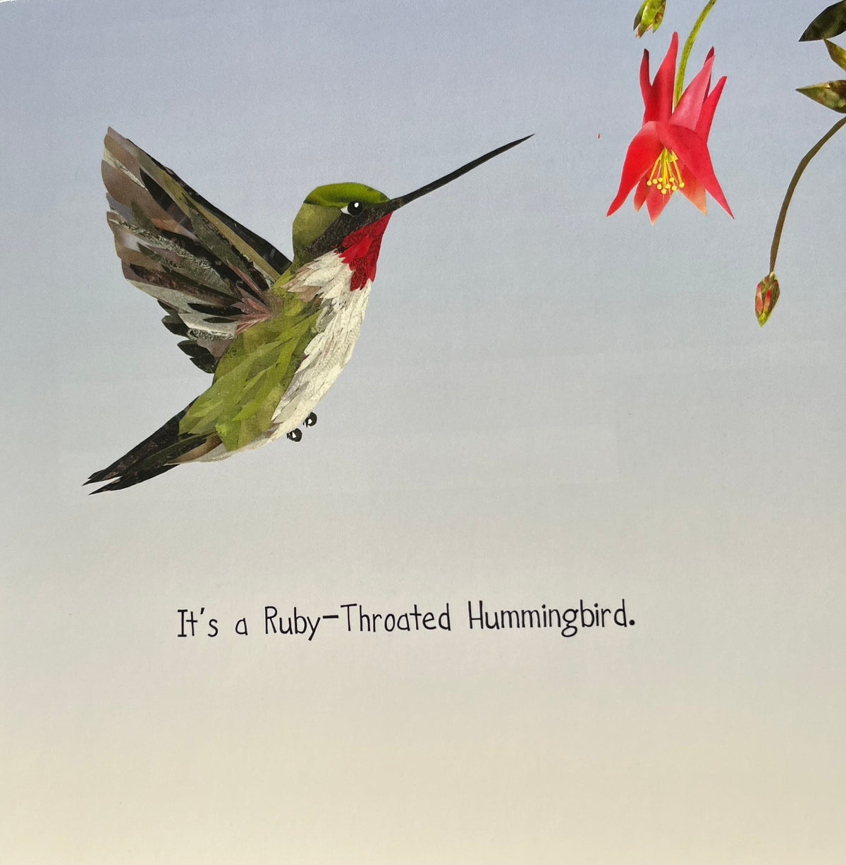 Board Book, Baby - MY FIRST BOOK OF CANADIAN BIRDS