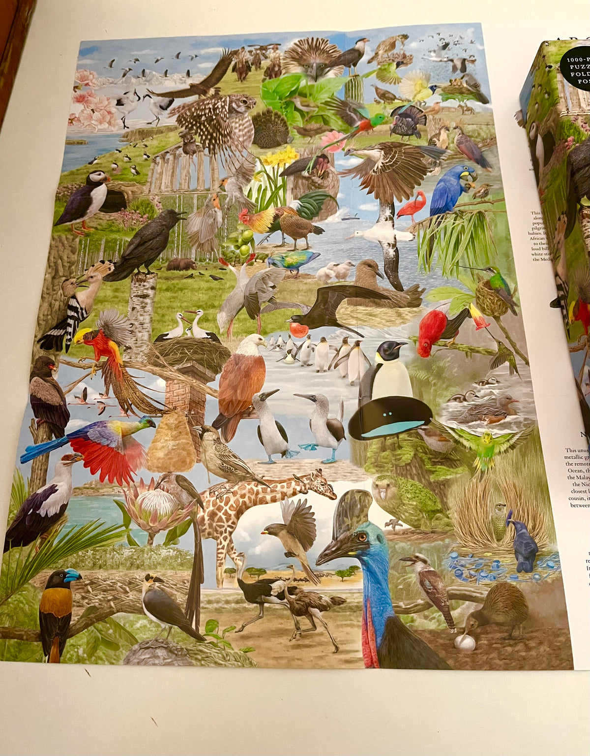 Puzzle - AROUND THE WORLD IN 50 BIRDS!