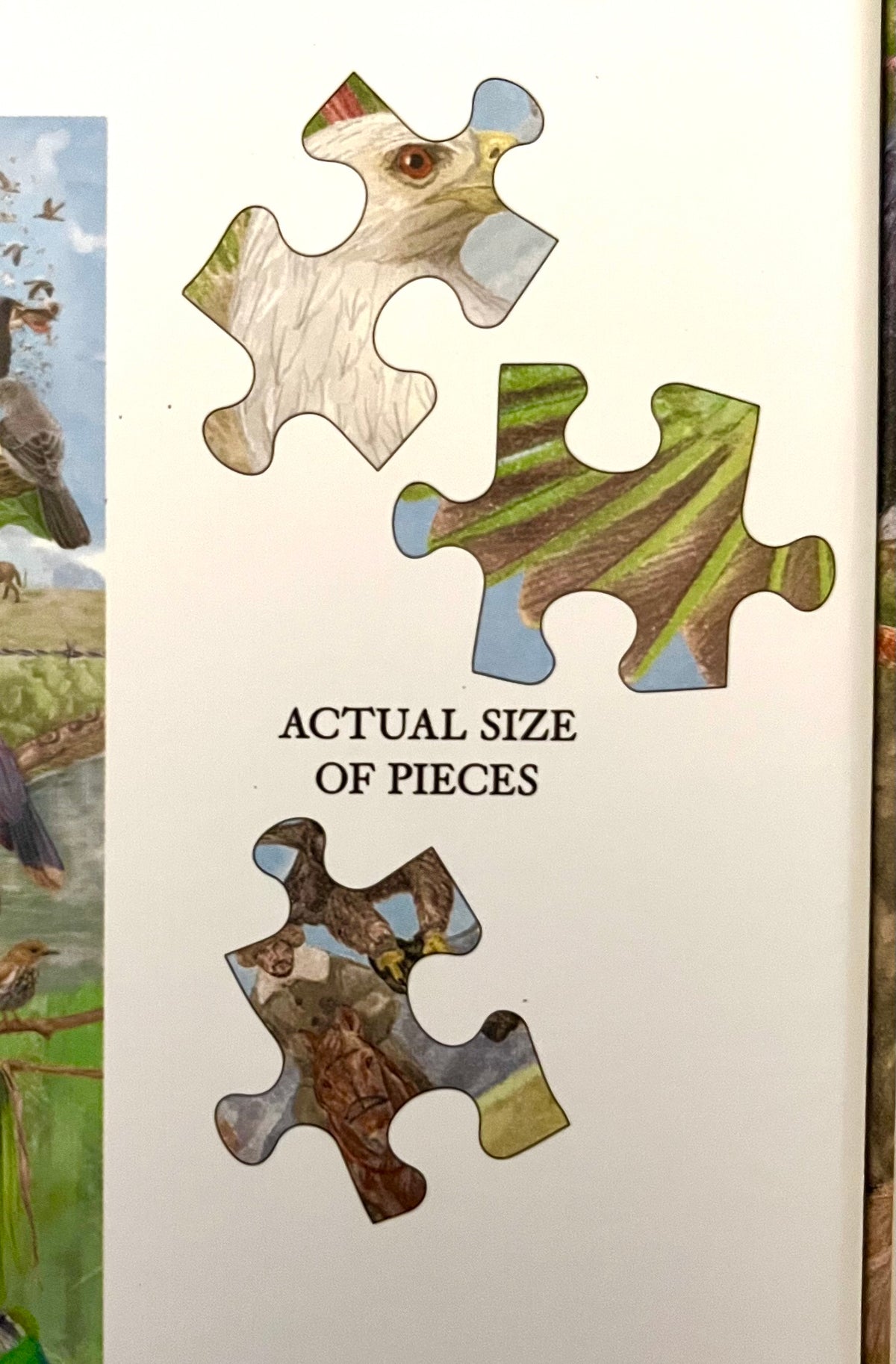 Puzzle - AROUND THE WORLD IN 50 BIRDS!